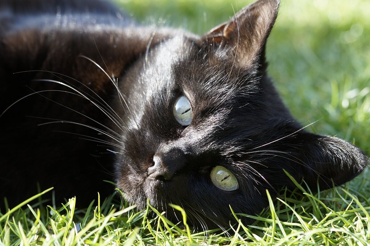 Черные кошки 9. Черная кошка. Чёрный котик. Кошечка черная. Черный.