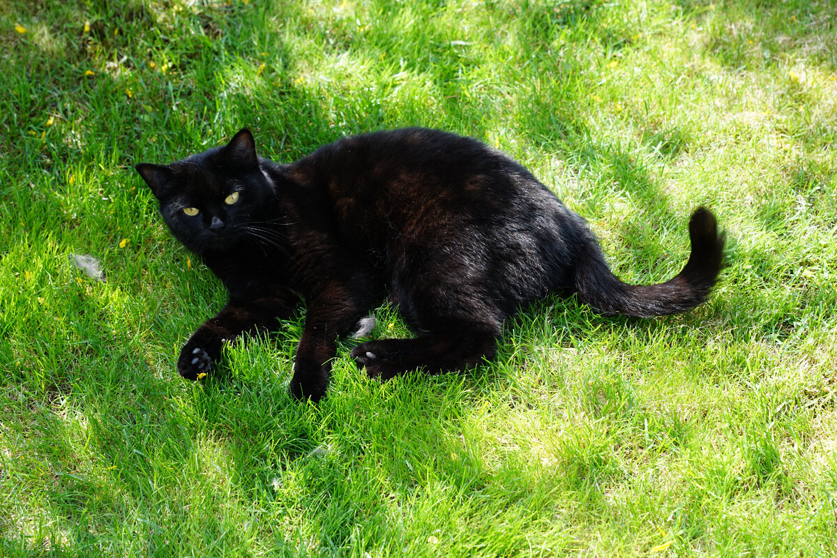 Взять черную кошку. Бомбейская кошка длинношерстная. Черные коты. Кошечка черная.