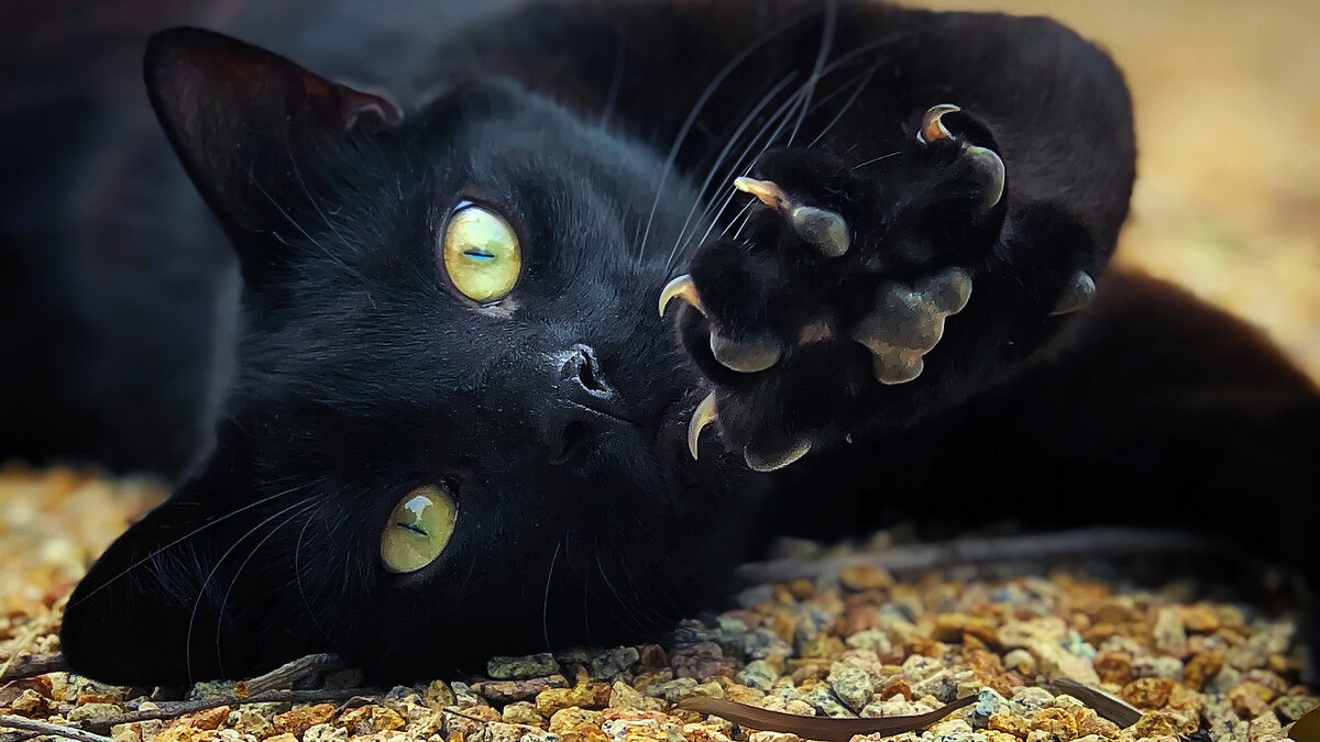 Чёрный кот. Красивый черный кот. Самые красивые черные кошки. Чёрный кот с большими глазами. Тайны черной кошки