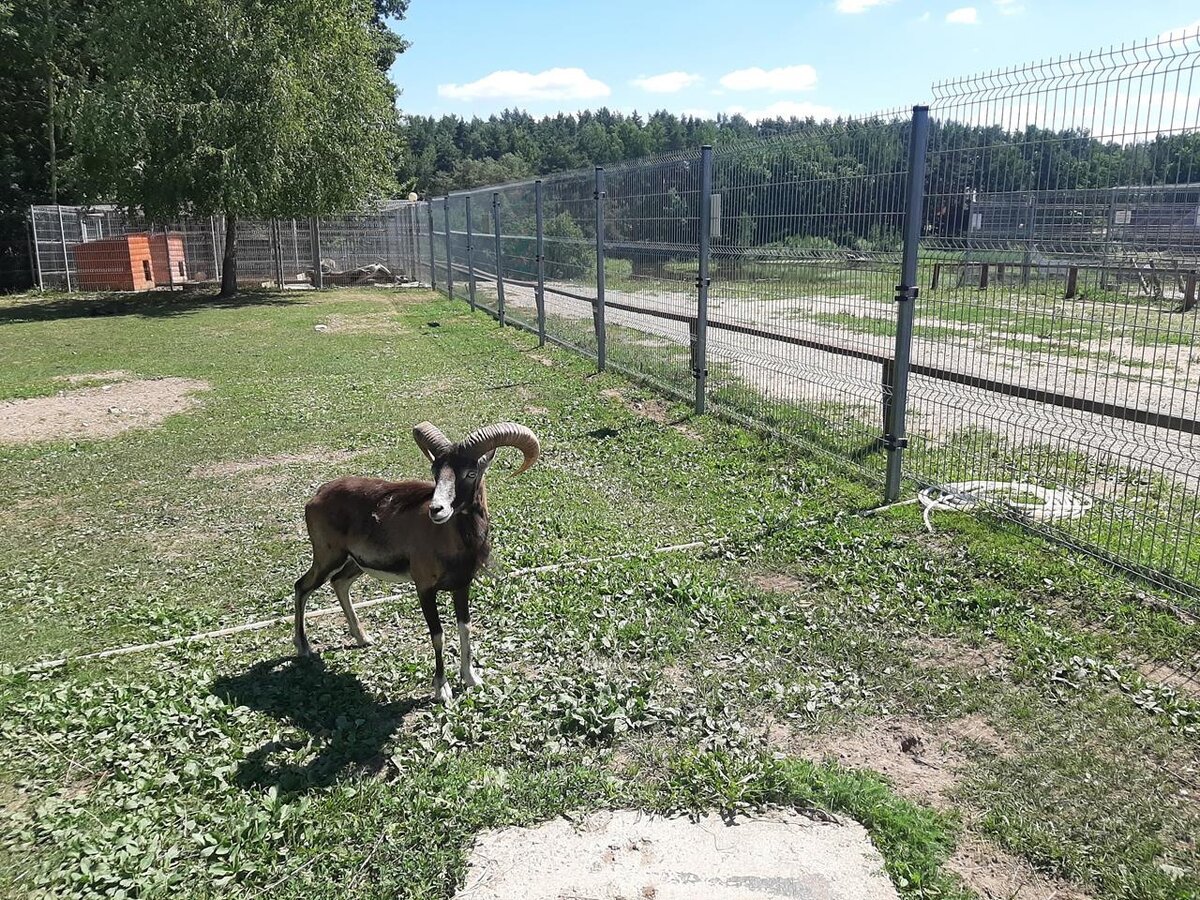 Гомель-Гомель. 830 километров на велосипеде за 10 дней. | Николай Чепа |  Дзен