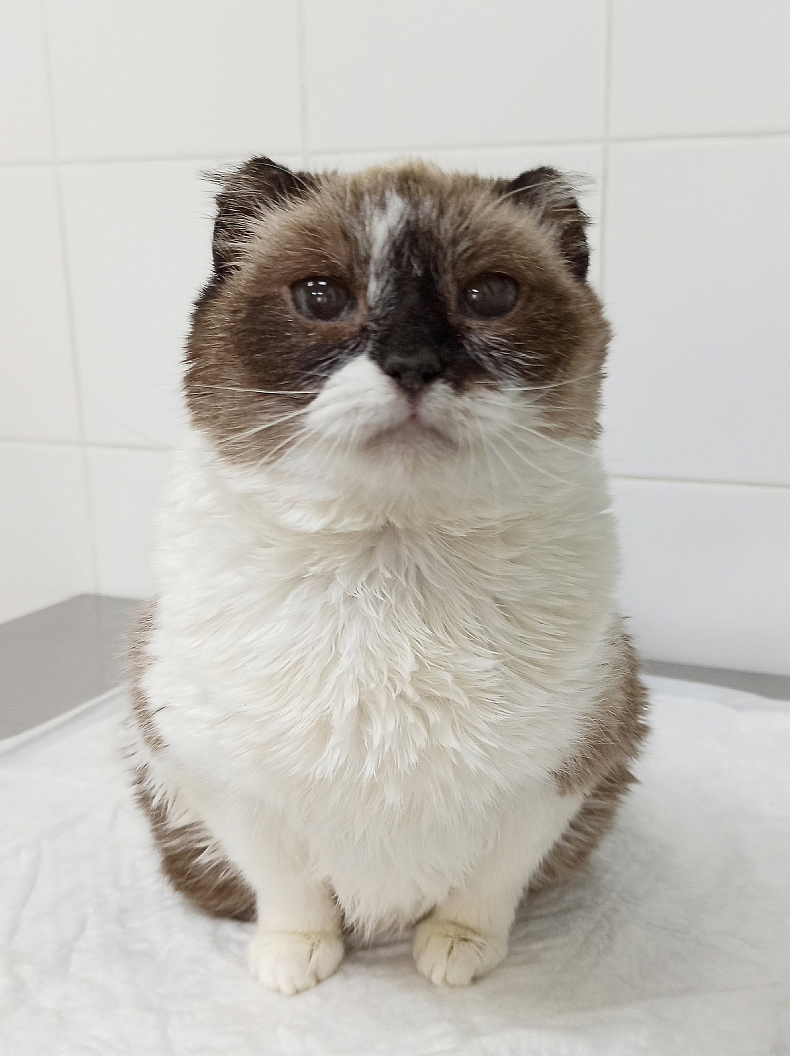 пост о врачах. заключение врача для военкомата. диагнозы детского психиатра. справка от невролога с диагнозом. в больнице не могут поставить диагноз.