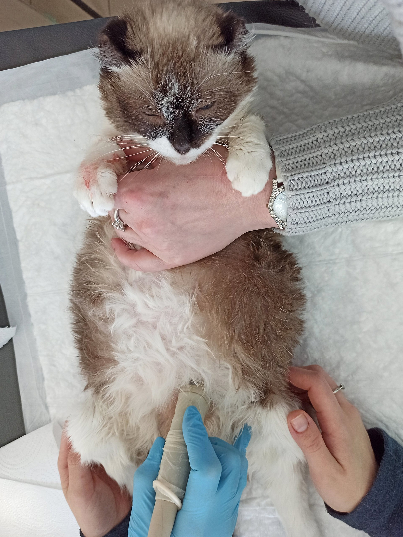 стандартное определение случая. поставлен диагноз ковид. новая коронавирусная инфекция формулировка диагноза. формулировка диагноза. поставлен диагноз ковид.