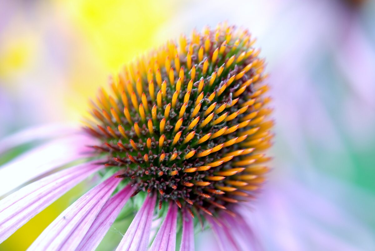 Эхинацея. Фото: pixabay.com
