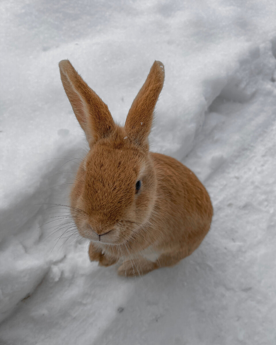 Кролик в экоотеле "Романов лес"