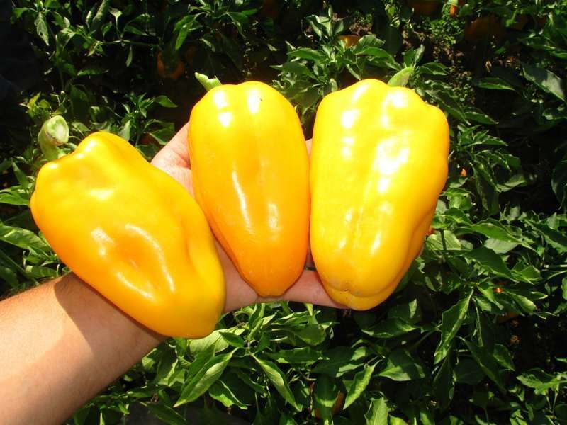 Какие сорта перцев посадить. Перец сладкий бэйби ред f1. Перец в теплице. Перец сладкий кузя. Сорта высокоурожайных перцев высокоурожайных.