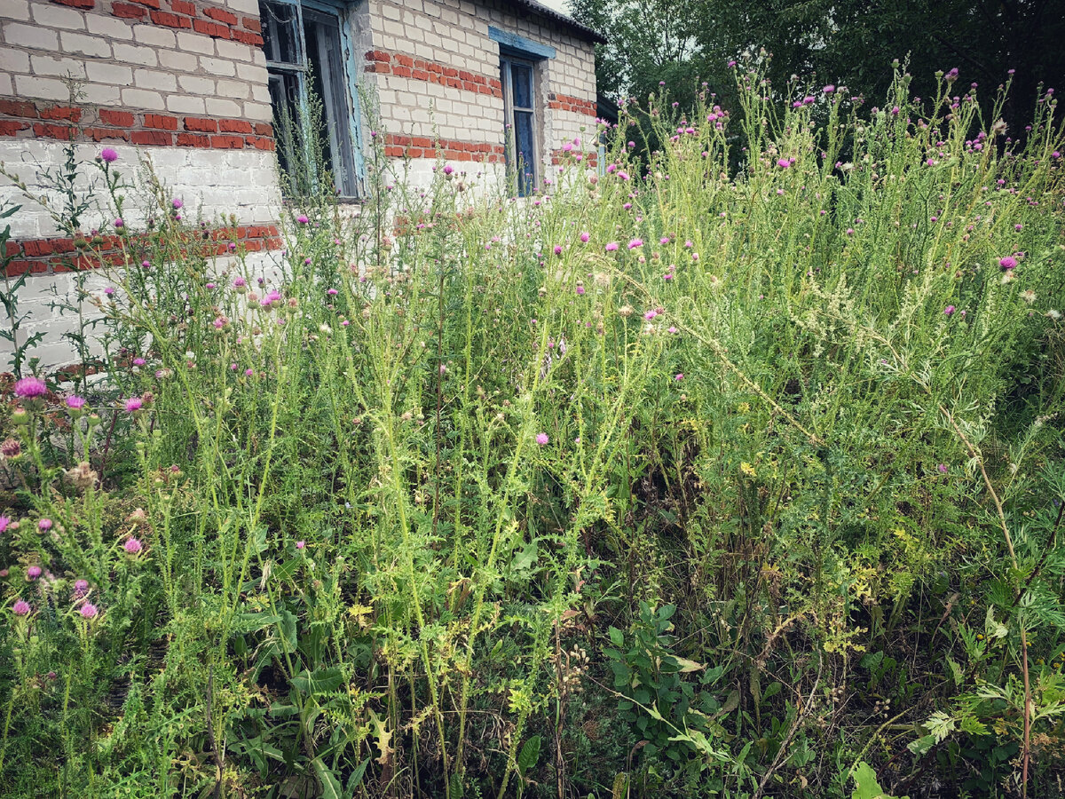 В простое домик сильно зарос. 