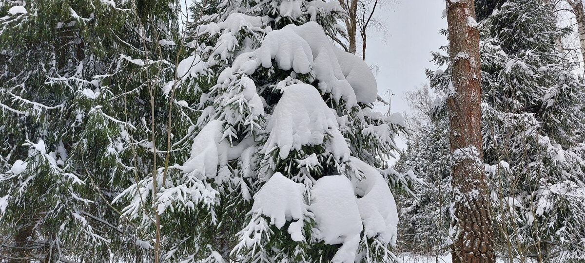 Лес склонился под снежной тяжестью