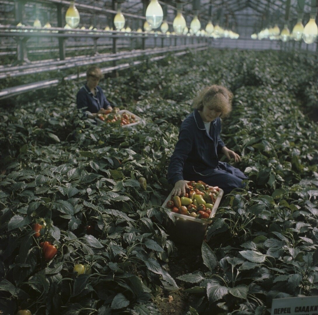 выращивали овощи