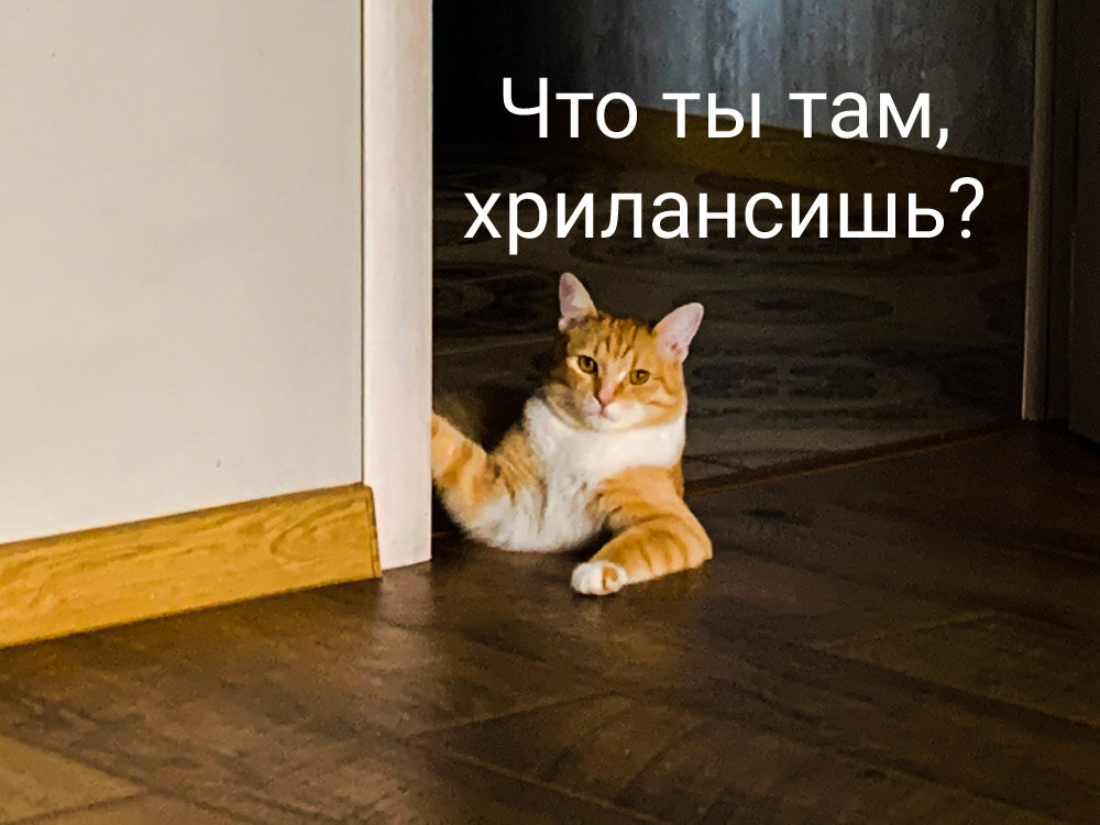 Мем с котом уходи
