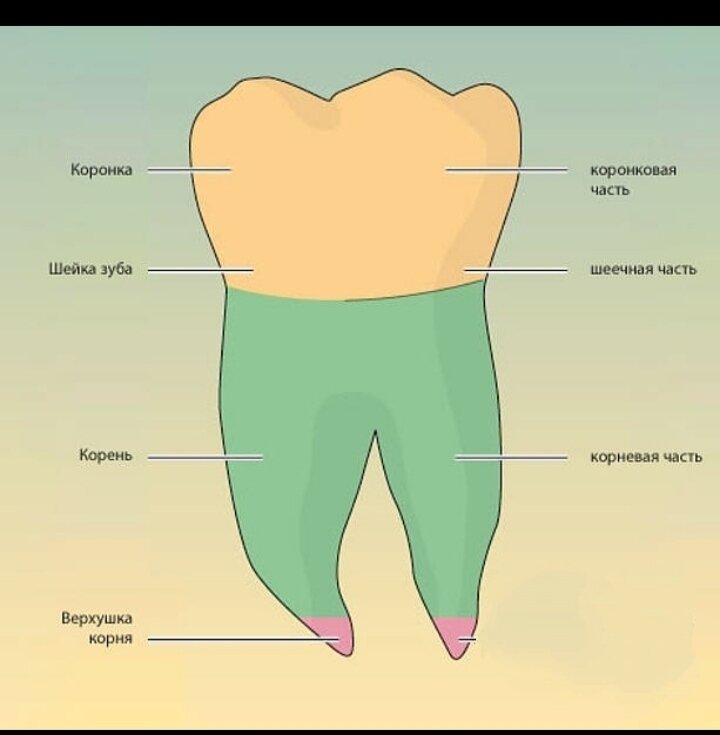 Корень зуба находится. Коронка шейка и корень зуба. Коронковая и корневая части зуба\. Строение зуба коронка шейка корень.