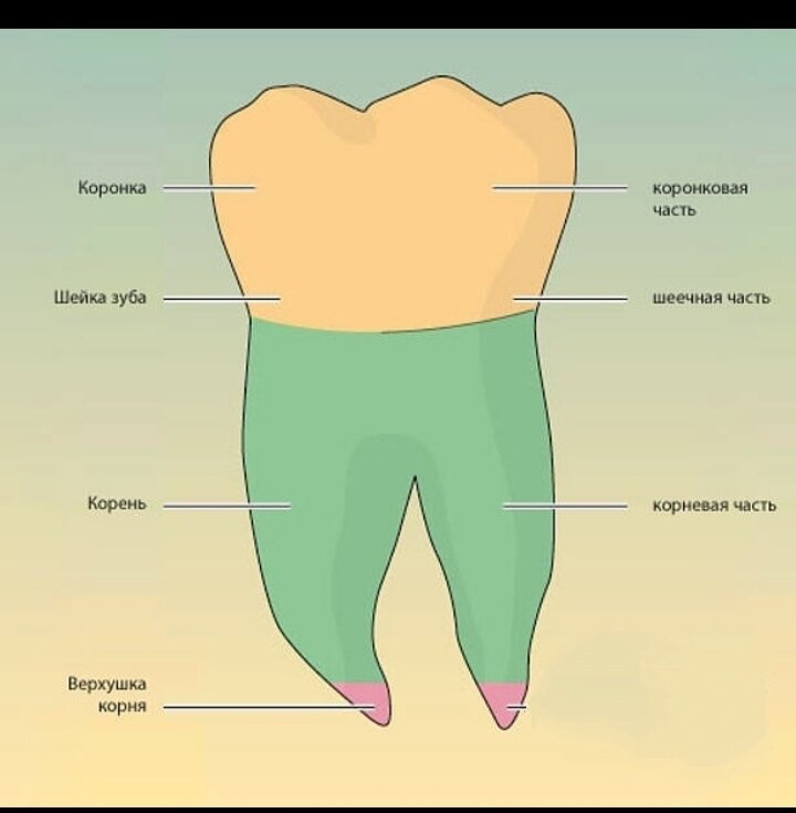Где шейка. Строение зуба коронка шейка корень. Внешнее строение зуба корень шейка коронка. Коронка шейка и корень зуба.