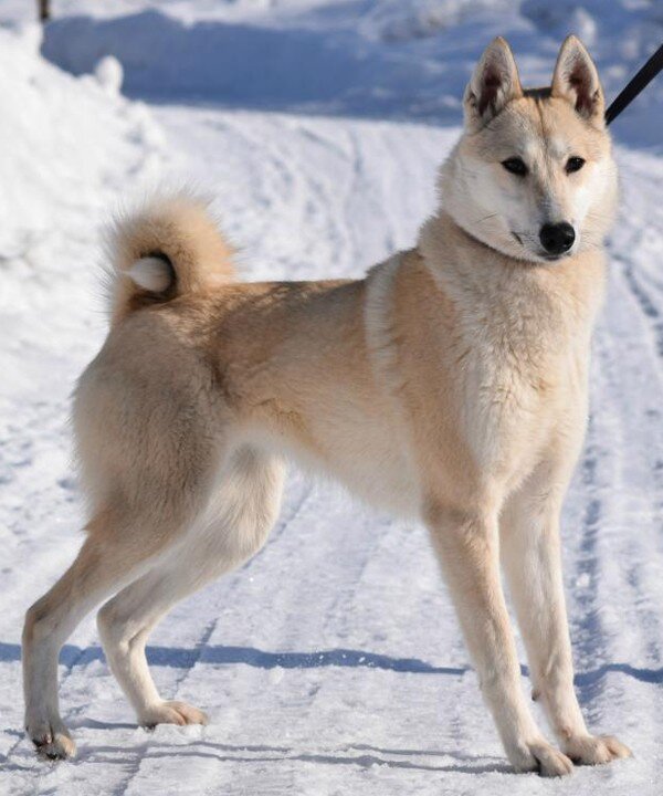 В этом скрещивании генотипически обусловленная пассивно-оборонительная реакция была унаследована от гиляцких лаек, у которых она не проявлялась из-за недостаточно высокой возбудимости их нервной системы. Наличие у них подпороговой пассивно-оборонительной реакции было доказано искусственным повышением возбудимости их нервной системы. После введения кокаина у гиляцких лаек проявилась пассивно-оборонительная реакция. Но не только проявление, но и степень выражения наследственно обусловленной реакции поведения животных находится в зависимости от степени общей возбудимости их нервной системы. Изменяя состояние возбудимости нервной системы, можно изменять и выражение оборонительных реакций поведения. При повышении степени возбудимости в результате введения фармакологических или гормональных препаратов (гормона щитовидной железы) параллельно с увеличением возбудимости происходит и усиление оборонительного поведения. И наоборот, удаление щитовидной железы, уменьшающее степень возбудимости животного, приводит к ослаблению оборонительных реакций.Зависимость проявления и выражения генов, определяющих данные формы поведения, от генотипически детерминированной активности желез внутренней секреции была изучена нами на примере наследования пугливости диких (норвежских) крыс при скрещивании их с лабораторными крысами. При использовании в качестве теста быстроты пробежки 6-метрового коридора при пугании крысы звуковым раздражителем было установлено, что пугливость диких крыс почти полностью доминировала у гибридов F1. При обратном скрещивании (F1 × лабораторные альбиносы) происходило ясное расщепление. Дикие (норвежские) крысы имеют по сравнению с лабораторными относительно больший вес надпочечников за счет более сильно развитого кортикального слоя. У гибридов F1 относительный вес надпочечников до 3-месячного возраста оказался промежуточным между размером надпочечников родителей. В более старшем возрасте относительный размер надпочечников приближается к размерам надпочечников лабораторных крыс. К этому возрасту уменьшается повышенная возбудимость и пугливость гибридов F1. Удаление надпочечников, а также гипофиза, приводящее к редукции надпочечников, приводило к ослаблению или даже полному устранению пугливости у полуторамесячных гибридов F1. Это ослабление пугливости происходило на фоне резкого снижения общей возбудимости. Таким образом, помимо наследования генов пугливости диких крыс, происходит, видимо, наследование повышенной функциональной активности коры надпочечников, которая обусловливает повышенную возбудимость гибридов F1. Этот пример иллюстрирует наличие некоторых генотипически обусловленных морфофизиологических взаимоотношений, которые обусловливают наследственное осуществление признаков поведения.Эволюционно-генетические аспекты поведения: избранные трудыРис. 4. Затяжное двигательное возбуждение крысы после звуковой экспозиции (нижний рисунок) и его отсутствие (верхний рисунок)Нижняя кривая — отметка действия раздражителей (20 — слабый, 130 — сильный); верхняя кривая — запись двигательной активности животного (по Савинову и др., 1964)Биохимический анализ наследственного осуществления оборонительного поведения и степени общей активности у мышей проводится Маасом. В этом исследовании изучались две линии мышей: С57 BL/10 и BALB/C Мыши первой линии проявляют большую активность, меньшую пугливость и более высокую степень агрессивности по отношению к особям своего вида, чем мыши второй линии. Исследовалось содержание серотонина (5-гидрокситриптамин) и норадреналина — медиаторов возбуждения нервной системы. Исследование показало, что в стволе мозга (мост, средний и промежуточный) у линии С57 BL/10 содержится меньше серотонина, чем у BALB/C. У первых — 1,07±0,037 мг/г, у вторых — 1,34±0,046 мг/г; разница статистически достоверна: Р < 0,01). Достоверных различий в содержании норадреналина не обнаружено. Уровень содержания серотонина в определенных отделах мозга (особенно в гипоталамусе) играет роль в «эмоциональном» поведении животного.Опыты с введением фармакологических препаратов, которые меняют различные звенья обмена серотонина, показали, что найденные генетические различия в содержании серотонина у обеих линий мышей связаны с различными механизмами связывания этого нейрогормона нервной тканью. У мышей линии BALB/C происходит более быстрое освобождение серотонина нервной тканью, чем у мышей линии С57 BL/10. Эти исследования интересны в том отношении, что указывают новые пути возможной биохимической реализации генотипа в формировании особенностей поведения.

Как ни велико значение гуморальных факторов и взаимоотношения отдельных физиологических систем в наследственном осуществлении признаков поведения, однако определенный тип поведения детерминирован уже на клеточном уровне. Уайтингом в 1932 г. описаны различия в половом поведении паразитических ос Habrobracon. Самки этих ос парализуют жалом личинок мельничной огневки Ephestia. Самцы не реагируют на личинок Ephestia, а ухаживают за самками Habrobracon. Такое половое различие в поведении обусловливается хромосомным набором клеток мозга. Это видно из того, что половые мозаики ведут себя по отношению к Ephestia в зависимости от генетической конституции мозга, а не в зависимости от половых желез. В том случае, если в ткани мозга осы наблюдается гинандроморфизм (участки клеток самцового типа перемешаны с участками клеток самок), то поведение таких особей резко нарушается: они пытаются ухаживать за личинками Ephestia и жалить самок Habrobracon. Такое нарушение полового поведения происходит в результате полного извращения реакции гинандроморфных особей на внешние раздражители.

Чрезвычайно существен для феногенетики поведения вопрос о взаимоотношении индивидуально приобретенных и врожденных факторов. Принципиально этот вопрос не отличается от одной из основных проблем феногенетики: влияния генотипа и внешних факторов на формирование морфологических признаков.

Удобным примером для рассмотрения относительной роли врожденных и индивидуально приобретенных факторов в формировании поведения являются оборонительные реакции собак. Первой работой, выполненной сотрудниками И. П. Павлова в Колтушах в 1933 г., было изучение влияния на поведение собак различных условий их воспитания. Выржиковский и Майоров, разделив два помета щенков беспородных собак на две группы, воспитали их в различных условиях. Одна группа воспитывалась в изоляции, другая — в условиях полной свободы. В результате выросшие собаки первой группы обладали резко выраженной трусостью, собаки второй группы ею не обладали. И. П. Павлов давал этому факту следующее объяснение: щенки обладают «рефлексом естественной осторожности» по отношению ко всем новым раздражителям; этот рефлекс постепенно затормаживается по мере знакомства со всем многообразием внешнего мира. Если щенок не встречается с достаточным количеством многообразных раздражителей, он остается на всю жизнь трусливым (одичалым).

Последующие исследования по изучению влияния генотипа на проявление и выражение трусости в зависимости от условий содержания, проведенные нами на собаках, показали взаимодействие генотипических и внешних факторов в формировании оборонительного поведения. Материалом для этого исследования послужили немецкие овчарки и эрдельтерьеры (п = 272). Собаки обеих пород воспитывались в разных условиях: одна группа — у частных лиц, где имелась возможность соприкасаться со всем многообразием внешнего мира, другая — в питомниках, где собаки находились в значительной изоляции от внешних условий.

В табл. 1 приведены данные по проявлению и выражению трусости у этих собак. При изолированном воспитании процент особей, имеющих пассивно-оборонительную реакцию, увеличивается в обеих группах. Однако среди немецких овчарок по сравнению с эрдельтерьерами значительно возрастает количество трусливых особей с резким выражением этого свойства поведения (это различие статистически достоверно).
Таблица 1. Проявление и выражение пассивно-оборонительной реакции у собак разных пород, воспитанных в различных условиях
Эволюционно-генетические аспекты поведения: избранные трудыПриведенные данные свидетельствуют о том, что проявление и степень выражения трусливого поведения собак, воспитывающихся в изоляции, осуществляются в зависимости от генотипа животного. Таким образом, та «одичалость» собак, которая выражается в пугливости особей, воспитанных в изолированных условиях, является определенной нормой реакции нервной системы, обусловленной генотипом, на условия их воспитания. Несмотря на то что одомашнивание собаки началось не позднее 8000–10000 лет тому назад (Scott, Fuller, 1965), современная собака сохранила генотипически обусловленную тенденцию к одичалости, которая легко выявляется даже при незначительно изолированных условиях воспитания.

Вывезенные в ненаселенную человеком территорию собаки дичают, как это произошло, например, на Галапагосских островах, куда они были доставлены испанцами для уничтожения коз, которые являлись источником пищи для английских пиратов. Эта популяция одичалых собак существует в настоящее время. Отловленные человеком щенки легко приручаются.

Различие в форме выражения пассивно-оборонительной реакции свободно живущих популяций в зависимости от разного генотипа было описано Леопольдом в 1944 г. Исследовались дикие индейки, домашние и гибридная популяция. Эта популяция была получена от скрещивания диких и домашних индеек и свободно жила в штате Миссури. Дикие индейки, обнаружив на большом расстоянии опасность, сейчас же улетают. Особи гибридной популяции, обнаружив опасность, близко подпускают к себе пришельца и, отлетев на две сотни ярдов, начинают спокойно пастись. Птенцы диких индеек имеют резко выраженную тенденцию к затаиванию при приближении врага. У гибридной популяции эта форма поведения ослаблена: птенцы имеют тенденцию убегать или улетать при приближении к ним на близкое расстояние. Студнитцем описаны также различия в степени боязни человека у одних и тех же видов птиц, живущих в разных географических стациях. Наиболее ярким примером такого различия боязни человека являются дрозды-дерябы (Turdus viscivorus). В Англии они совершенно не пугливы, в Северной Европе очень пугливы, хотя и не преследуются человеком.

Наличие в популяции генотипических различий, обусловливающих формирование пассивно-оборонительной реакции поведения, является, несомненно, одним из важнейших факторов быстрой перестройки оборонительного поведения при появлении врага. Такой пример был описан Ф. Нансеном. В 1876 г., когда первые суда норвежского промыслового флота проникли глубоко на Север, к берегам Гренландии, тюлени (Cystophora cristata) настолько не боялись людей, что их убивали ударом по голове. Однако по прошествии нескольких лет они стали пугливы: не всегда подпускали даже на ружейный выстрел.

Подобный процесс усиления боязни человека происходит почти всегда там, где человек проникает в ранее ненаселенную территорию и начинает охоту за животными местной популяции. Конечно, помимо отбора особей с наиболее резко выраженной пассивно-оборонительной реакцией и особей, которые легче других научились бояться человека, большую роль при указанной выше перестройке оборонительного поведения в популяции может играть традиция. Все многообразные сигналы тревоги, прямое подражание поведению родителей могут явиться наряду с отбором системой ненаследственной перестройки поведения популяции. Однако, если нет наследственно обусловленных предпосылок к проявлению пассивно-оборонительной реакции, один традиционный опыт, видимо, не в состоянии обусловить боязнь врага, истребляющего данную популяцию. Такой случай описан Ю. Гексли на примере гусей Фольклендских островов. Несмотря на интенсивное истребление человеком, они проявляли лишь небольшие признаки боязни человека, не предохраняющие популяцию от истребления. Наличие генотипических различий в формировании пассивно-оборонительной реакции является предпосылкой для перестройки оборонительного поведения популяции.Установлено, что усиление пассивно-оборонительной реакции происходит не за счет прямого наследственного закрепления реакций испуга уцелевших особей, а за счет естественного отбора наиболее трусливых особей или тех, которые имели генотип, способствующий наиболее быстрому формированию пугливости при их преследовании.

Без специального генотипического анализа трудно отдифференцировать наследственную и ненаследственную изменчивость поведения, традиции от поколения к поколению. Это издавна создавало условия для необоснованных допущений прямого наследования приобретенных навыков. Даже такой строгий и объективный исследователь, как И. П. Павлов, в очень осторожной форме допускал возможность наследования результатов индивидуального опыта. В 1913 г. он писал: «… можно принимать, что некоторые из условных вновь образованных рефлексов позднее наследственностью превращаются в безусловные» (С. 273). К тому же периоду относится его более определенное высказывание по этому вопросу в «Лекциях по физиологии»: «Передаются ли условные рефлексы по наследству? Точных доказательств этому нет, до этого наука еще не дошла. Но надо думать, что при длительном периоде развития прочно выработанные рефлексы могут становиться врожденными» (С. 85).[40] В начале 20-х годов И. П. Павлов поручил своему сотруднику Студенцову изучить наследование условных рефлексов у мышей. На эти опыты, не давшие положительных результатов, часто ссылались, причисляя И. П. Павлова к сторонникам наследования приобретенных признаков. Это вынудило И. П. Павлова в письме к Гуттену изложить свое отношение к этому вопросу (Правда. 1927. 13 мая). В течение всей дальнейшей жизни И. П. Павлов стоял на строго генетических позициях. Им была создана в Колтушах лаборатория по изучению генетики высшей нервной деятельности, перед зданием которой рядом с памятником Декарту и Сеченову был поставлен памятник Грегору Менделю. В качестве постоянного консультанта в своих генетических исследованиях И. П. Павлов пригласил крупнейшего генетика-невропатолога С. Н. Давиденкова, он консультировался также с Н. К. Кольцовым.

Генетическая работа велась путем селекции в отдельных семействах собак по типологическим особенностям их высшей нервной деятельности. Результаты этих исследований, показавшие роль генотипа в формировании типологических свойств высшей нервной деятельности, были опубликованы после смерти Павлова. Эти исследования показали, что генотипические факторы играют значительную роль в формировании типологических особенностей высшей нервной деятельности. В различных семействах собак, в которых производилась селекция в направлении степени силы (или слабости) процесса возбуждения, наблюдалась корреляция по этим особенностям нервной деятельности между братьями и сестрами в отдельных пометах собак: r=+34±0,1.

Результаты скрещиваний между собаками с сильной и слабой нервной системой, которые были начаты еще при жизни И. П. Павлова, сведены в табл. 2.

Степень силы нервной системы связана с полом: самцы (п = 31) обладают более сильной нервной системой, чем самки (п = 22). Вероятность соответствия Р(х2) оказалась меньше 0,05, что может быть признано статистически значимым. Вопрос о роли генотипических факторов в обучаемости исследуется начиная с известных работ Иеркс и Багга. Иеркс изучала обучаемость двух линий крыс: одну неинбридированную, другую инбредную из института Уистара. Результаты этой работы показали, что среднее время обучаемости неинбридированных линий несколько меньше, чем инбредных (52,25 урока у первых и 65,00 у вторых). Багг исследовал индивидуальные и семейные различия в поведении мышей при нахождении пути в довольно простом лабиринте. Сравнивалась линия белых мышей, которую Багг основал в 1913 г. (линия С, в настоящее время BALB/C), с линией желтых мышей. Оказалось, что среднее время обучаемости белых мышей за 15 опытов составляло 27,5±2,0 с с 9 ошибками за урок; время обучаемости желтых мышей равнялось 83,0±7,0 с с двумя ошибками за урок. Наблюдалось сходство в обучаемости особей одних и тех же пометов.
Таблица 2.Данные по наследованию сильного и слабого типа нервной деятельности у собак[41]
Эволюционно-генетические аспекты поведения: избранные труды

Детальное исследование роли генотипических факторов в выработке условных рефлексов было проведено Викари. В этом исследовании была изучена обучаемость японских танцующих мышей (Mus Wagneria asiatica) (инбридинг 20 лет), трех линий обычных мышей (Mus musculus), альбиносов Багга (инбридинг 14 лет), ослабленно-коричневых (инбридинг 17 лет) и ненормальноглазых (abnormal x-ray eyed) (инбридинг 6 лет). Оказалось, что каждая линия мышей имеет характерную для нее кривую обучаемости. Скрещивание между особями отдельных линий показало, что быстрая обучаемость доминирует над более медленной обучаемостью. Автор указывает, что характер расщепления во втором поколении позволяет предположить, что различие в обучаемости между коричневыми и альбиносами Багга обусловлено монофакторально, хотя нельзя отрицать и возможности более сложной картины наследования. Различия в обучаемости между линией Багга и японскими танцующими мышами обусловливаются, по мнению автора, наличием нескольких наследственных факторов. Проведенное исследование (выполненное на 900 мышах) указывает на большую роль генотипических факторов в быстроте обучаемости у мышей.

Однако найденные различия при анализе такого комплексного признака, каким является быстрота обучаемости, еще не доказывают генотипически обусловленных различий в интимных механизмах мозга, связанных с самим процессом обучения. Наличие генотипически обусловленных различий в безусловнорефлекторных реакциях изучаемых линий может в значительной мере определить найденные различия в обучаемости. В качестве подобного примера можно привести исключительно тщательную работу М. П. Садовниковой-Кольцовой. Проведя изучение обучения в лабиринте (хамптонкурт) у 840 крыс, автор путем селекции вывел две линии: одну быстро обучающуюся, другую медленно. Индекс быстро обучающихся крыс (логарифм времени, затраченного на 10 счетных опытов) равен 1,657±0,025, медленно обучающихся — 2,642±0,043. Разница между обоими индексами (Д=0,985±0,05) оказалась в 20 раз больше вероятной ошибки.

Дальнейший анализ показал, что найденные различия между обеими линиями крыс обусловливаются не различиями в их способности к выработке условных рефлексов, а большей пугливостью второй линии крыс (которая происходила в значительной мере от диких норвежских крыс). При обучении в аппарате Стона, в котором крыса подгонялась захлопывающимися дверцами и потому не могла из-за пугливости забиваться в угол лабиринта, обучение обеих линий шло одинаково.

Таким образом, селекцией отбирались не генотипы, способствующие более или менее быстрому обучению, а генотипы, обусловливающие различную степень пугливости, которая и изменяла кривую обучаемости. Со сходным примером зависимости наследования скорости образования положительных условных рефлексов кур и осетровых рыб от безусловных рефлексов мы встречаемся в работе Пономаренко, Маршина и Лобашова. Наследование особенностей возбудительного процесса, который является одним из основных параметров при выработке условных рефлексов, авторы объясняют их корреляцией с характером безусловных рефлексов. У рыб имеется ясная зависимость скорости образования условных рефлексов от уровня возбуждения пищевого безусловного центра, зависящего, в свою очередь, от наследственно обусловленного темпа роста. Эти примеры показывают, что при генетическом анализе такого общего комплексного свойства, каким является обучаемость необходим самый тщательный и, если это возможно, параллельно проводимый физиологический анализ.

В течение многих лег генетикам известно, что некоторые гены оказывают плейотропный эффект на морфологические признаки и особенности поведения. В 1915 г. Стертевант обнаружил, что рецессивный ген, расположенный на одном конце Х-хромосомы у Drosophila melanogaster и вызывающий желтую окраску тела вместо нормальной серой, уменьшает также копулятивную способность самцов.Дальнейшие исследования показали, что редуцированная половая активность самцов этой линии связана с нарушением времени и способа «ухаживания» за самками перед копуляцией. Желтые самцы, подсаженные к самкам, начинают ухаживать за ними в среднем через 9,6 мин, нормально окрашенные — через 4,9 мин. Для того чтобы началась копуляция, самцы желтой линии ухаживают в среднем в течение 10,5 мин, нормальные — в течение 6,0 мин. Помимо этого, у самцов желтой линии нарушается один из основных признаков ухаживания за самками — вибрация крыла, направленного в сторону самки. Этот акт поведения самца является необходимым ритуалом, который самка воспринимает посредством своей антенны для того, чтобы быть подготовленной к копуляции. У самцов желтой линии вибрационные удары слабее, чем у нормальных самцов, и осуществляются с более длинными интервалами.

В линиях желтых мух у самок наблюдается повышенная (статистически достоверная) готовность к копуляции по сравнению с нормальными самками, являющаяся компенсаторным приспособлением для возможности нормального спаривания. Эта повышенная готовность к спариванию у желтых самок не является плейотропным эффектом гена желтой окраски. Она определяется селекцией других генов, снижающих порог копулятивной готовности. Этот пример интересен в том отношении, что показывает, как в результате одной мутации с плейотропным эффектом, меняющим реакцию поведения, и последующего отбора создается линия, которая, как считает автор этой работы Басток, может привести к возникновению физиологически изолированного экотипа.

Яркий пример плейотропного действия генов на морфологические признаки и особенности поведения крыс описаны Килером и Кингом. Изучая различные мутации окрасок шерсти, проявляющиеся у диких (норвежских) крыс, содержащихся в течение многих поколений в неволе, авторы обнаружили, что мутантные особи отличаются от диких по своему поведению. Особенно резко по своему оборонительному поведению отличались мутантные особи с черной окраской шерсти. Такие крысы не кусались. Авторы считают, что полученные ими данные указывают на один из возможных путей, по которому шла доместикация диких крыс. Они предполагают, что лабораторные альбиносы возникли не в результате длительной селекции мелких мутаций, изменивших их «дикое» поведение, а в результате нескольких мутаций, некоторые из которых имели плейотропный эффект на окраску шерсти. Значительную роль в доместикации крыс сыграл отбор гена черной окраски шерсти в комбинации с геном пегости. У большинства лабораторных альбиносов эти гены находятся в криптомерном состоянии и не проявляются из-за отсутствия у альбиносов основного фактора пигментации.

Исследования, выявившие наличие широкого плейотропного эффекта генов, влияющих на поведение, проводятся Беляевым и Трут на лисах. Исследования на серебристо-черных лисицах, разводимых в звероводческих хозяйствах, показали большую гетерогенность популяции по оборонительным реакциям поведения. Выделено три основных типа оборонительного поведения: активно-оборонительное (агрессивное), пассивно-оборонительное (пугливое) и спокойное (отсутствие обоих типов оборонительного поведения). Результаты поставленных скрещиваний показали, что наибольший процент лисиц с тем или другим характерным поведением наблюдается в потомстве родителей, характеризующихся таким же типом поведения: наибольший процент агрессивных лисиц рождается в потомстве от скрещивания агрессивных особей; трусливые потомки обнаруживаются в наибольшем проценте при скрещивании между собой трусливых родителей. Селекция на «спокойное» поведение оказалась эффективной. Существенно отметить, что проведенный анализ не позволяет говорить о влиянии того или другого типа оборонительного поведения матери на характер поведения потомства, которое могло сформироваться в результате подражания. Значительный процент особей в звероводческих хозяйствах составляют особи с трусливым поведением, что является вероятным результатом изолированного воспитания (клеточное содержание) лисиц.Исследование половой активности самок (время наступления течки) и их плодовитости показало, что у спокойных самок течка наступала во всех возрастных группах раньше, чем у агрессивных особей. В большинстве групп эта разница была статистически достоверной. Найдена также зависимость между характером оборонительного поведения и плодовитостью самок. Наибольшая плодовитость обнаружена у спокойных самок, наименьшая — у злобно-трусливых. Разница между этими группами статистически достоверна. Статистически достоверные различия (в первый год спаривания) обнаружены и между числом потомков спокойных самок по сравнению с числом щенят, рождающихся от злобных и трусливых самок. Обнаружена интересная зависимость между особенностями поведения и окраской. Наибольшее количество серебристого (зонарно окрашенного) волоса оказывается у лисиц с той или другой формой оборонительного поведения. Среди злобных лисиц оказался наименьший процент особей с низким содержанием серебристых волос. Среди лисиц, селекционируемых по спокойной форме поведения (такая селекция оказалась эффективной), встречались особи с аномалиями в строении мехового покрова. Поскольку количество серебра в мехе лисиц увеличивает ценность шкурки, делается понятным, почему в хозяйствах сохраняются злобные и трусливые особи (менее удобные при уходе за ними) и почему отбор лисиц по времени наступления у них течки, который ведется в звероводческой практике, не дает достаточного эффекта. Проводимое Беляевым исследование показывает значение изучения генетики поведения в селекции по хозяйственно полезным признакам в звероводческих хозяйствах, открывает новые пути подхода к проблеме одомашнивания животных и показывает роль поведения в формировании морфофизиологических особенностей популяции.

Выше были изложены данные, показывающие роль действия генов на формирование поведения особи на разных уровнях ее индивидуального развития. Однако генотипические факторы, как это выяснено в настоящее время, оказывают свое влияние на поведение животных также посредством установления различных взаимоотношений между особями в отдельных сообществах. Одним из наиболее хорошо изученных путей, посредством которого генотип оказывает влияние на групповое поведение, является степень выраженности агрессии по отношению к особям своего вида. В каждом сообществе позвоночных животных в результате агрессивности к особям своего вида устанавливается поведенческая иерархия: одни особи оказываются «преобладающими», другие «подчиненными»; «подчиненные» особи боятся «преобладающих». Иерархическая система поведения сообщества зависит от многих факторов. Как правило, молодые особи оказываются подчиненными более старым. Самцы вне периода размножения оказываются преобладающими над самками. Однако в сезон размножения, как это показано на птицах, самки начинают преобладать над самцами. Самцы, стоящие на самой низкой ступени иерархии сообщества, не выбираются самками птиц для спаривания. Самки, которые стоят на низкой ступени иерархии сообщества, если они спариваются с агрессивными, преобладающими самцами, сами начинают занимать преобладающее положение в сообществе.

Большую роль в том месте, которое займет данная особь в системе иерархии в сообществе, как показал ряд исследований, играют генотипические факторы. Это было отчетливо показано на мышах. Мыши различных инбредных линий имеют разную степень агрессивности, определяющей иерархию в сообществе этих животных. Так, например, из этих линий мышей мыши линии C57BL/10 (черные) имеют наибольшую тенденцию занимать преобладающее положение, затем идут мыши линии СЗН (зонарно-серые) и наиболее подчиненными оказываются мыши линии BALB (белые).

Однако, несмотря на ясную роль генотипа, определяющую структуру сообщества у мышей, выяснилась и большая роль условий воспитания для степени агрессивности каждой мыши. Оказалось, что мыши легко подчиняемых линий при изолированном воспитании делаются более агрессивными и начинают подчинять мышей тех линий, которые воспитывались в сообществе.Однако если мышь из малоагрессивной линии воспитывается вместе с мышами агрессивной линии, ее агрессивность повышается. Помещенная затем в сообщество малоагрессивных мышей, она займет высокое место в иерархии подчинения.

Большую роль в формировании иерархической структуры сообщества в семействе хищных оказывает генотип. Исследования, проведенные Павловским и Скоттом, показали, что степень выраженности преобладания у собак определяется генотипом и чрезвычайно различна среди разных пород. Это различие выступает в яркой степени начиная с 11-недельного возраста. Наиболее ясное преобладание (особенно самцов над самками) обнаружено у африканских охотничьих собак (бейсенджи) и фокстерьеров. У бигль и коккер-спаниелей это преобладание носит весьма стертый характер (рис. 4). Резко выраженная иерархия поведения в сообществе собак делает чрезвычайно затруднительным вступление в это сообщество новых особей. Слабо выраженная иерархия поведения у бигль и спаниелей является, по мнению авторов, результатом длительного искусственного отбора, при котором выбраковывались наиболее агрессивные особи, не дававшие возможности включения в стаю новых собак. Резкая выраженность иерархии в сообществе семейства собачьих наблюдается у диких видов, например у волков и у наименее одомашненных пород собак, и имеет большое биологическое значение в борьбе за территорию обитания.

Так, в эскимосских поселках образуется несколько сообществ лаек. Щенки, как правило, могут безнаказанно ходить по всему поселку. Однако после наступления половой зрелости, когда они начинают спариваться, каждая собака примыкает к какому-либо сообществу и после этого загрызается, если заходит на территорию, занимаемую другим сообществом (Тинберген).

У диких животных обычно образуется сообщество, состоящее из различного числа членов. Это может быть семейство или стадо, не связанное непосредственным родством. Одна из основных причин, определяющая образование таких сообществ, это защита занимаемой территории от проникновения на нее членов других сообществ. Число особей, входящих в сообщество, в значительной степени определяется генотипом, как это было показано в работе Леопольда на индюках. Оказалось, что дикие индейки образуют более мелкие стаи, чем особи гибридной популяции.

Таким образом, генотипически обусловленная агрессивность по отношению к особям своего вида имеет биологическое значение. Во-первых, она способствует образованию физиологически изолированных групп биотипов, что является важнейшим условием видообразования. Во-вторых, создавая иерархическую систему поведения, агрессивность ставит наиболее слабых особей в наименее выгодные условия для размножения, что благоприятствует отрицательному отбору наименее приспособленных особей. И наконец, в-третьих, агрессивность по отношению к особям своего вида приводит, как это было в яркой форме показано К. Лоренцом на примере борьбы за существование, осуществляемой среди рыб коралловых рифов, к равномерному распределению особей одного и того же вида по всей территории обитания, что обусловливает ее наиболее рациональное использование.

Таким образом, специфика действия генов сводится к тому, что они не только играют важнейшую роль в формировании поведения отдельной особи, но и в значительной степени определяют взаимоотношения животных в пределах отдельных сообществ, оказывая тем самым влияние на формирование структуры популяции и ход эволюционного процесса.

Применение генетических методов для изучения физиологических механизмов, лежащих в основе патологических нарушений высшей нервной деятельности, ясно видно по интенсивному изучению во многих странах мира наследственных заболеваний нервной системы у животных.

Наиболее широко изучаемой генетической моделью болезни нервной системы является экспериментальная эпилепсия грызунов. В 1907 г. была обнаружена мутация у кроликов породы венские белые, у которых эпилептические припадки развивались при действии различных неспецифических внешних раздражителей. Нахтсхейм путем инбридинга добился появления припадков у 75 % кроликов своей линии.Он пришел к выводу, что предрасположенность к судорожным припадкам определяется одним рецессивным геном. Однако на наследственное осуществление этой особенности поведения оказывают тормозящее влияние несколько модификаторов. Линия кроликов Нахтсхейма погибла во время второй мировой войны.

В настоящее время выведена линия, в которой почти 100 % особей отвечают судорожными припадками в ответ на действие сильных звуковых раздражителей.

Широкое распространение в качестве экспериментальной модели эпилепсии получили судорожные припадки мышей и крыс. Вит и Холл исследовали генетику судорожных припадков (так называемой аудиогенной или рефлекторной эпилепсии) у мышей, получаемых действием звукового раздражителя (обычно используется звук электрического звонка силой 100–120 Дб). Авторы производили скрещивание двух инбредных линий: С57 BL, у которых в ответ на звуковое раздражение судорожные припадки развиваются в 5 % случаев, с линией DBA, у которых припадки развиваются у 95 % особей. Они пришли к выводу о том, что повышенная предрасположенность к судорожным припадкам определяется одним доминантным геном. Однако последующие исследования, проведенные на тех же линиях мышей, не подтвердили монофакториальной картины исследования. Гинзбург и Старбук-Миллер в результате своих многолетних наследований приходят к выводу, что сходное фенотипическое выражение судорожных припадков, наблюдаемое в разных сублиниях мышей (С57 BL/6 и С57 BL/10, DBA/1 и DBA/2), имеет разную генетическую основу. Наиболее вероятно, что «чувствительные» к судорожным припадкам сублинии DBA имеют генетическую формулу ААВВ, а малочувствительные сублинии С57 BL имеют два рецессивных аллеля аавв. Каждый из этих генов расположен в разных аутосомах. Наиболее вероятное различие в степени доминирования и соотношения чувствительных и нечувствительных особей в F2 и обратных скрещиваниях объясняется различием каждой из использованных линий по ряду генов модификаторов.

Физиологические исследования, проведенные параллельно с генетическим анализом, показали, что предрасположенность к эпилептическим припадкам у мышей связана с их общей предрасположенностью к действию стресс-факторов.[42] Особенно большое значение при этом, по-видимому, имеют окислительно-фосфорилирующие механизмы, которые различны у исследованных линий мышей.

Фенотипическое появление и выражение судорожной готовности мышей находятся под большим влиянием различных внешних факторов. Ярким примером такого влияния является увеличение судорожной готовности мышей линии DBA/1 и их гибридов, полученных от скрещивания с мышами С57 BL при действии очень небольших доз радия. Мыши, которые с момента рождения в течение месяца подвергались хронической экспозиции гамма-лучей (общая доза 0,14 rad), оказались повышенно чувствительными к действию звукового раздражителя.

Изменение общего фона радиации оказывает также влияние на чувствительность мышей к действию звукового раздражителя. С мая по октябрь 1957 г. у мышей линии DBA/1 в Fi, полученного от скрещивания с С57 BL, Старбук-Миллер обнаружила значительное увеличение числа судорожных припадков при звуковой экспозиции. По данным комиссии по атомной энергии, этот период совпал с повышением общего уровня радиации в Америке.

Развитие судорожных припадков у крыс под влиянием звукового раздражителя обусловлено также генотипически. В популяции лабораторных крыс и линии крыс Уистар около 10–15 %особей дают судорожные припадки в ответ на звуковой раздражитель (звонок 100–120 Дб).

В результате селекции нам удалось получить линию крыс, дающих судорожные припадки при звуковой экспозиции у 98–99 % особей. Несмотря на ясную генотипическую детерминированность этой патологической реакции крыс, точная картина ее наследования неясна. Опубликованные различными авторами данные противоречивы. Полученные нами с Л. Н. Молодкиной данные указывают лишь на очевидное неполное доминирование повышенной чувствительности крыс к действию звуковых раздражителей.При скрещивании крыс нашей линии с нечувствительными неселекционированными крысами и крысами линии Уистар в первом поколении оказалось чувствительных особей 93 (69,9 %), нечувствительных 40 (30,1 %).

На основании характера расщепления в последующих поколениях пока трудно сделать вывод о количестве наследственных факторов, контролирующих развитие данной патологии. Однако в сложном комплексе реакции крыс на звуковой раздражитель удалось выделить более просто наследуемые особенности нервной деятельности. Таким свойством оказалось затяжное возбуждение. Оно выражается в том, что крыса после нескольких минут (по нашему стандарту 8) звуковой экспозиции, несмотря на выключение раздражителя, продолжает находиться в состоянии сильного двигательного возбуждения, длящегося иногда десятки минут (рис. 4). Это свойство в яркой форме было обнаружено у одного самца нашей чувствительной линии. В результате селекции и инбридинга эта особенность нервной деятельности была закреплена. Затяжное возбуждение оказалось рецессивным признаком по отношению к отсутствию этого функционального свойства нервной деятельности: все 68 чувствительных к звуковому раздражителю гибридов Fi, полученных от скрещивания крыс нашей линии с неселекционированными крысами и крысами линии Уистар, у которых это свойство отсутствует, оказались без затяжного возбуждения. При обратном скрещивании F1 с линейными крысами, обладающими затяжным возбуждением, из 93 чувствительных к звуковому раздражителю особей 70 оказались без затяжного возбуждения и 23 — с затяжным. Это расщепление согласуется с гипотезой о том, что затяжное возбуждение обусловливается двумя рецессивными генами. При этом ожидаемое расщепление должно быть 69,75:23,25. Однако при скрещивании между собой крыс с затяжным возбуждением, полученных от этого скрещивания, наряду с крысами, обладающими затяжным возбуждением, рождаются и особи без него. Это указывает на то, что анализируемый признак контролируется более сложно, чем двумя рецессивными генами, проявляющимися в 100 % случаев. Выведение высокочувствительной к звуковому раздражению линии крыс, обладающих затяжным возбуждением, явилось важнейшим шагом для возможности проведения патофизиологических исследований. У крыс нашей линии, помимо эпилептических припадков, развивается целый ряд патологий: важнейшие из них касаются сердечно-сосудистой системы — это смерть от кровоизлияний в головной мозг, изменение кровяного давления, функциональные нарушения (аритмии) сердечной деятельности и др. Основной причиной развития всех этих патологий является возбуждение мозга под влиянием действия звукового раздражителя. Генотипическая детерминированность порога возбуждения и силы защитно-тормозных процессов, с одной стороны, и функциональное состояние нервных центров, зависящее от ряда внешних факторов, — с другой, определяют картину развивающегося возбуждения. Однако, несмотря на множественность факторов, принимающих участие в развитии данной патологии, относительно простые отношения между процессом возбуждения и торможения определяют все многообразие наблюдаемых стадий этого процесса. Эти отношения, как было показано Савиновым, Крушинским, Флессом и Валлерштейн, очевидно, сводятся к тому, что возбуждение в течение времени действия звукового раздражителя растет, приближаясь к кривой, имеющей линейный характер, а тормозной процесс, ограничивающий это возбуждение, растет по экспоненте.

Исследованиями, проводимыми по генетике поведения, установлен ряд фактов.

Во-первых, показано, что многие акты поведения контролируются небольшим числом генов, наследуясь по законам Менделя. В результате комбинации независимо наследуемых актов поведения формируются более сложные, целостные в своем проявлении и выражении формы поведения, которые могут быть расчленены как генетическими, так и физиологическими методами. В то же время сложный морфофизиологический комплекс, как, например, одомашненность, может обусловливаться отбором небольшого (даже одного) числа генов, оказывающих плейотропный эффект на поведение и морфологические признаки.Во-вторых, генный контроль поведения осуществляется на самых различных уровнях организации. Найдены различия в поведении, которые контролируются генами, действующими на клеточном уровне, генами, контролирующими биохимические и физиологические процессы, лежащие в основе разных типов поведения, и, наконец, генами, действующими на поведенческом уровне, определяя тем самым разную структуру популяции. С выяснением той роли, которую играют генотипические факторы, контролирующие поведение в формировании отдельных изолированных микробиотипов в популяции, и установлением роли генотипических факторов в разных типах активности открывается новое направление в изучении роли генетики в эволюции и биогеоценологии.

В-третьих, наследственное осуществление реакций поведения находится в чрезвычайно большой зависимости от индивидуального опыта. Сходные по своему внешнему проявлению акты поведения могут обусловливаться различными причинами. В одних случаях они формируются под ведущим влиянием врожденных факторов, в других — под ведущим влиянием индивидуального опыта. Трудность в разграничении без специального генотипического анализа наследственной и ненаследственной изменчивости поведения и возможность передачи путем подражания определенных традиций от поколения к поколению издавна создавали условия для необоснованных допущений прямого наследования индивидуально приобретенных навыков.

В-четвертых, установлена генотипическая обусловленность патологических реакций нервной деятельности, сходных с болезнями человека. Обнаруживаются определенные генотипически обусловленные сдвиги в общих биохимических и физиологических системах, которые могут лежать в основе широкого круга патологических реакций организма. Это открывает возможность для изучения в модельных опытах на животных с определенным генотипом биохимических и физиологических механизмов, лежащих в основе развития ряда патологий, с которыми встречается клиника.

Нет никакого сомнения в том, что сближение генетики и физиологии высшей нервной деятельности не только обогатит обе эти науки, но и окажет большое влияние на ряд других разделов биологии.