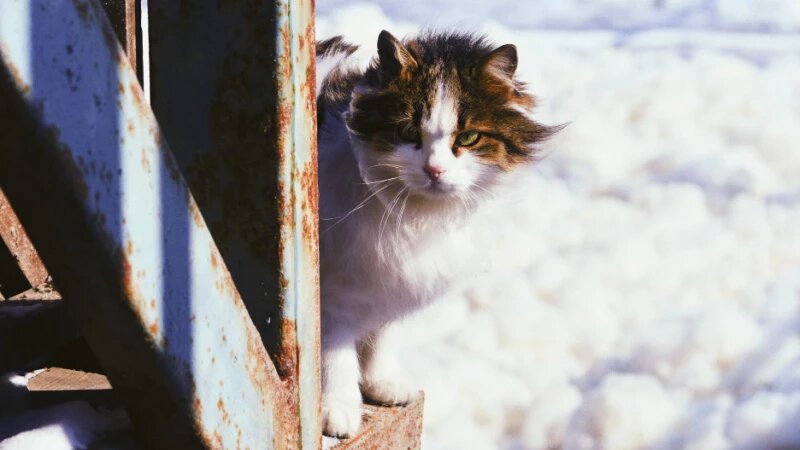     Снег. Зима. Кошка. unsplash.com