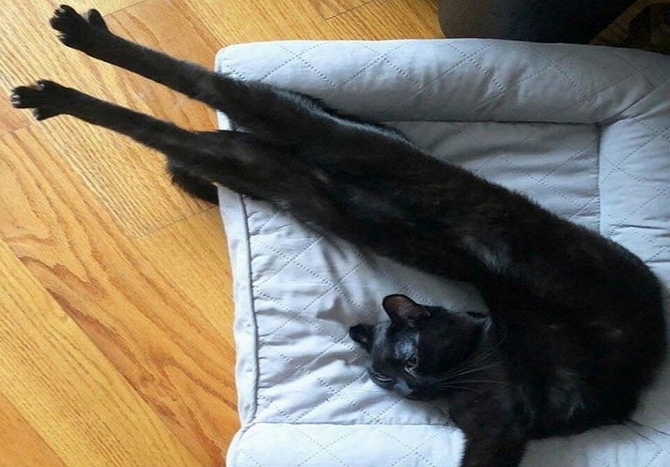 Хозяйка, отстань! Не видишь, я сплю, а как мне это делать, я решаю сам