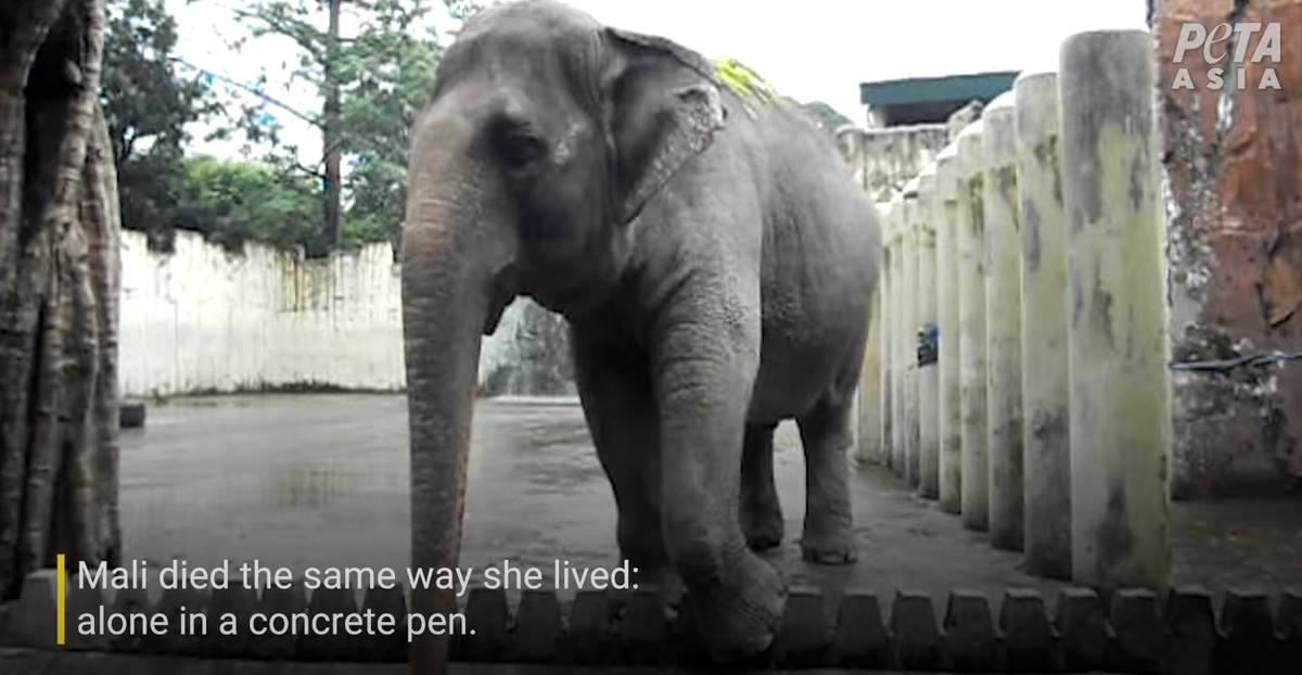 Вот так выглядел вольер Мали - обшарпанный бетон