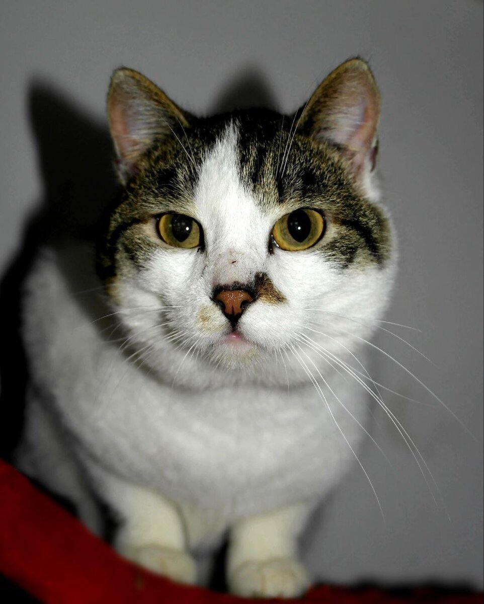 Котик Шрек, ждет новых хозяев, которые заберут его домой