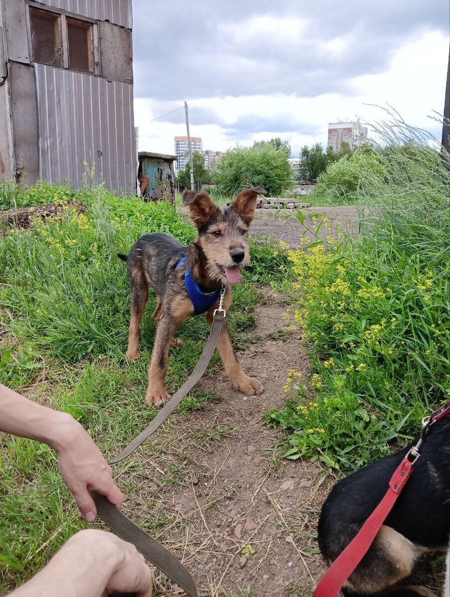 Таким Зевс (Рекс) был прошедшим летом