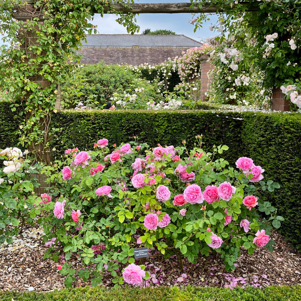 Как думаете, сколько здесь кустов? Три? Пять? Не угадали, их тут целых восемь. (Роза ‘Princess Alexandra of Kent’)