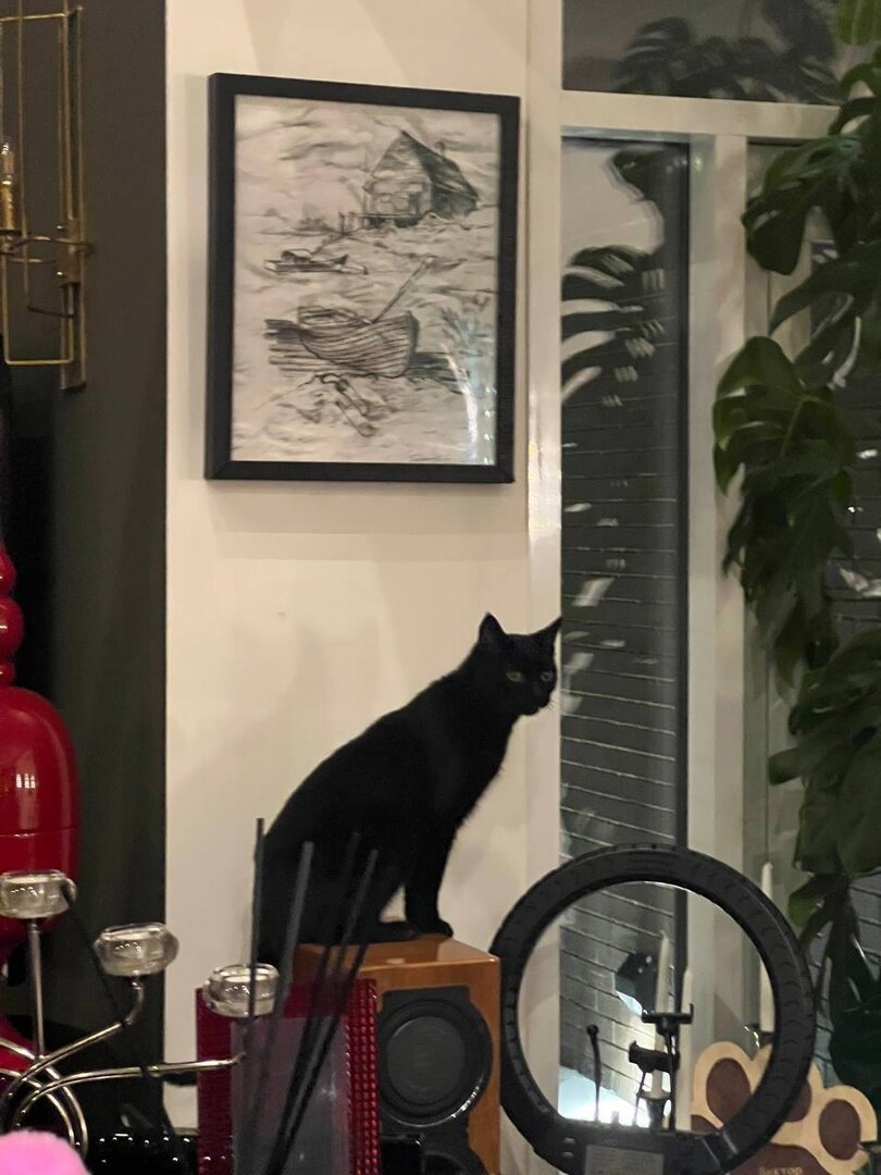 Кот Шахтер. Фото взято из соцсетей Димы Билана