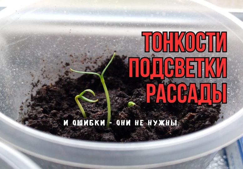 Подсветка рассады: 3 ошибки могут здорово испортить рассаде жизнь. Агрономы советуют: чтобы рассада не вытягивалась, росла быстро и радовала