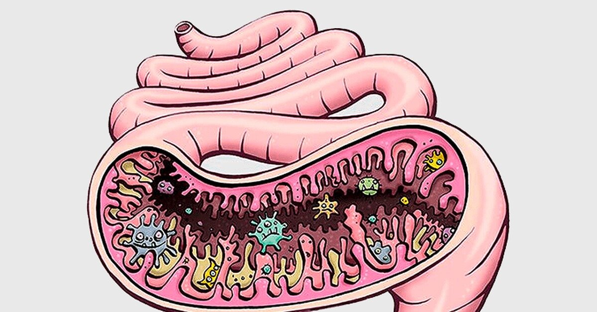 Бактерии и микробы в нашем ЖКТ. Рисунок из открытых источников