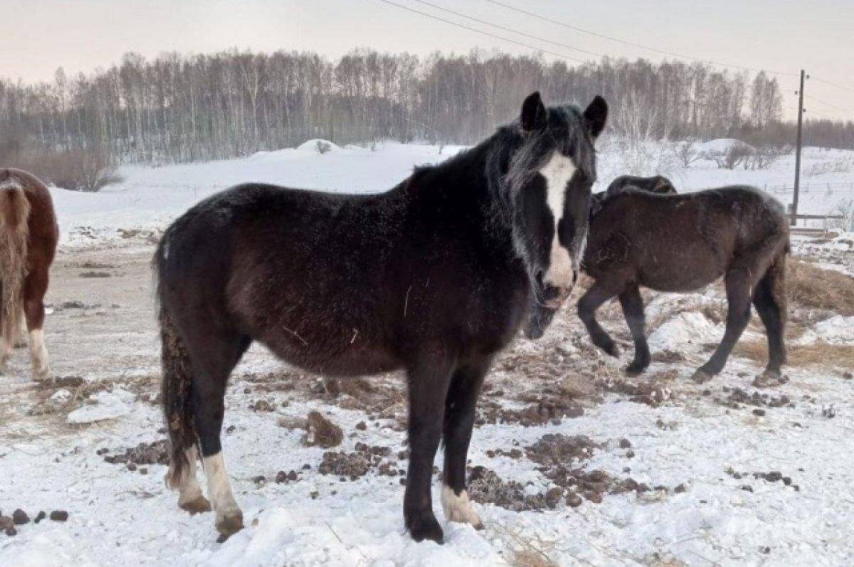    В Красноярском крае завели дело на мужчину за продажу пяти чужих лошадей