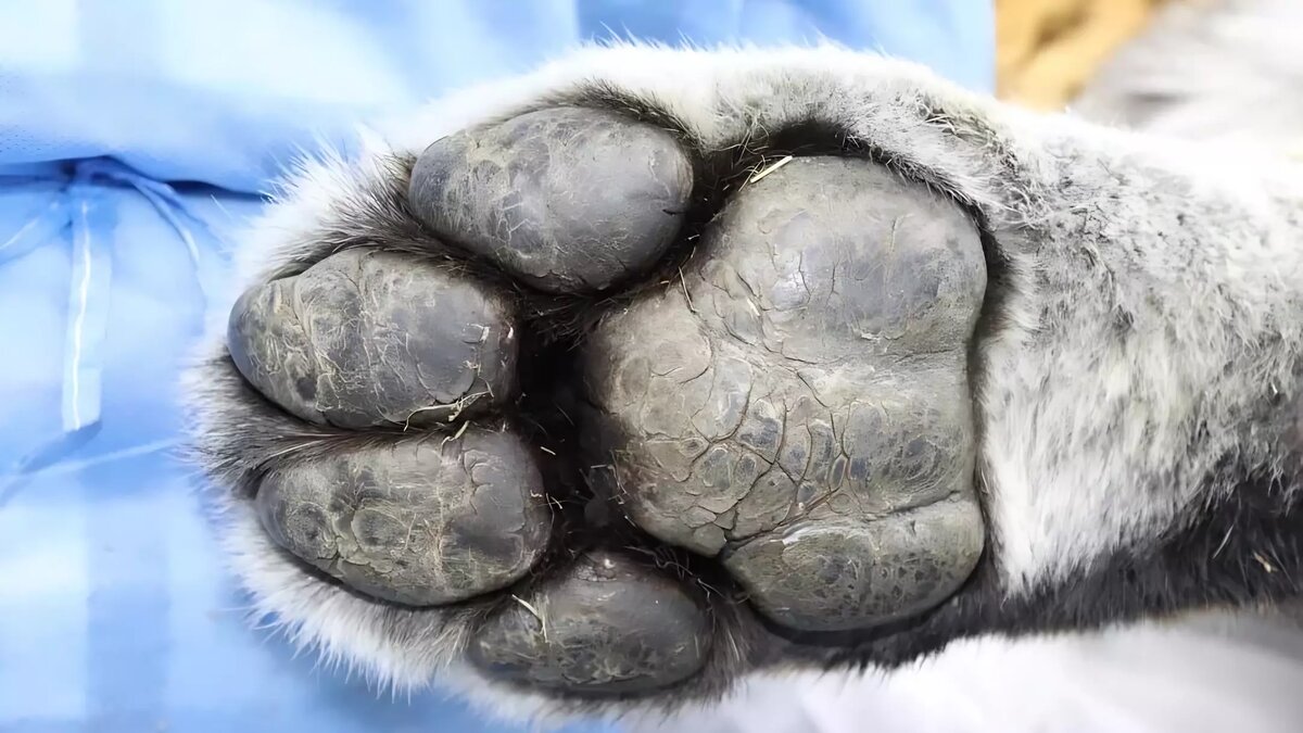     Шалившего в Хабаровском крае тигра — после осмотра в центре реабилитации — выпустили на волю в тайге в Приморье. Здесь «полосатая киса» будет жить.