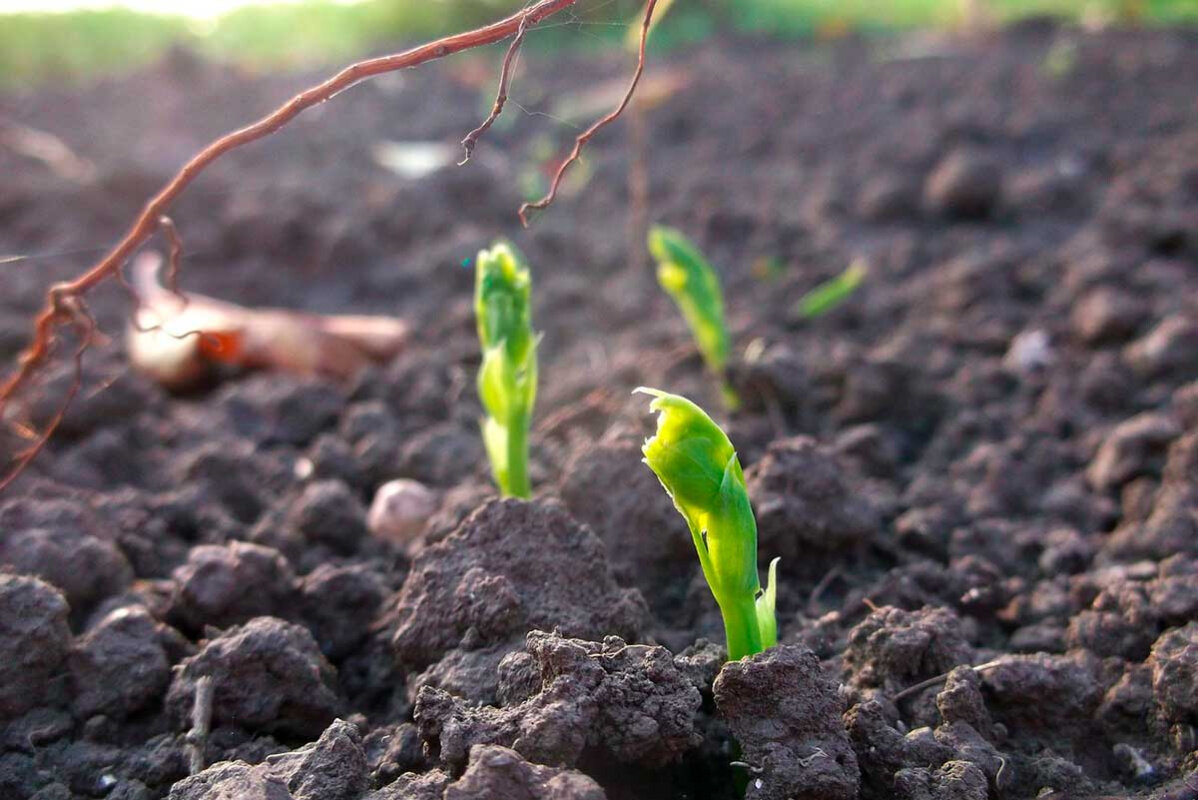 Садовник. Садовник. Садовник на прозрачном фоне. Овощи на огороде. Человек с урожаем.