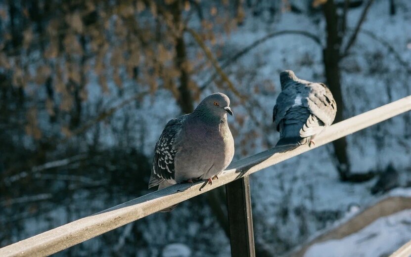    Новости Ижевска на утро 26 января: причина пожара в автобусе и подорожание овощей