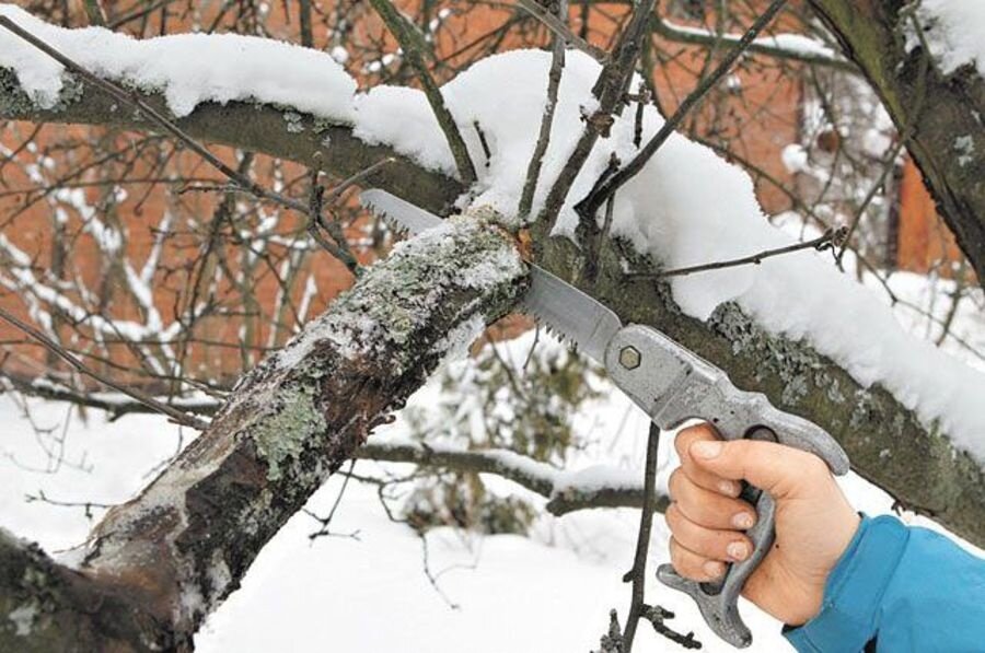 Для чего нужна зимняя обрезка деревьев и кустарников?