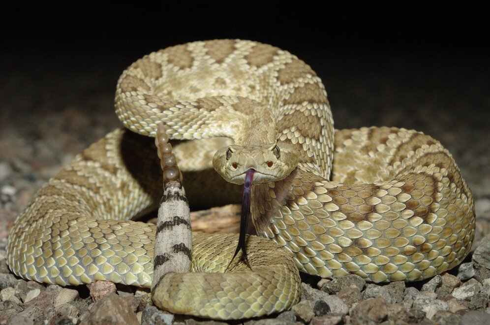 список и описание ядовитых змей. доклад про гадюку 3 класс по окружающему миру. доклад про ядовитых змей. гадюка доклад 2 класс окружающий мир. рассказ о змеи.