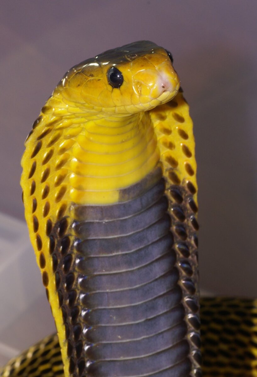 питон крокодил мундарра. самые большие и опасные змеи. опасный змей видео. тайпан против королевской кобры. опасный змей видео.