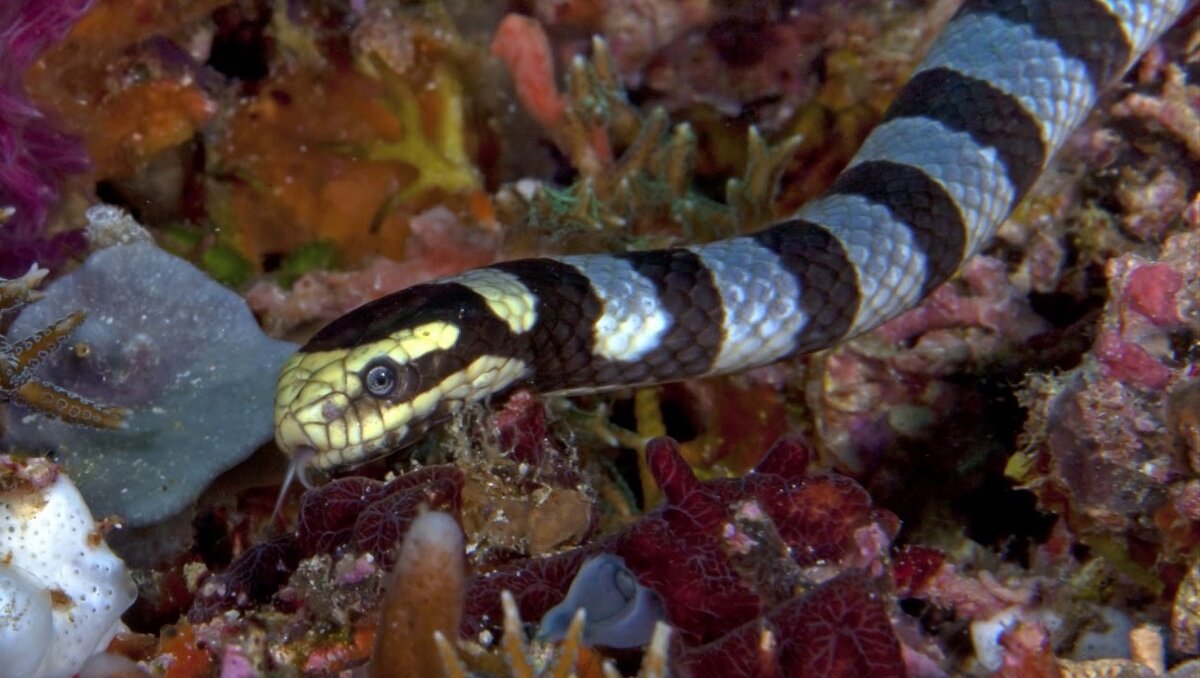 первая помощь при укусе змеи и ядовитых насекомых. укусы ядовитых змей симптомы. отравление ядом змеи. укус гадюки обыкновенной. симптомы при укусах змей.