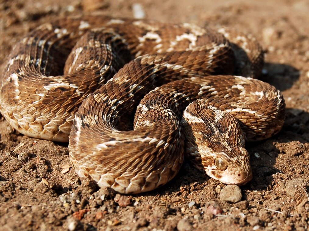 черношейная кобра. доклад на тему ядовитые животные. яд змеи 2. доильщик змей профессия. яд королевской кобры.