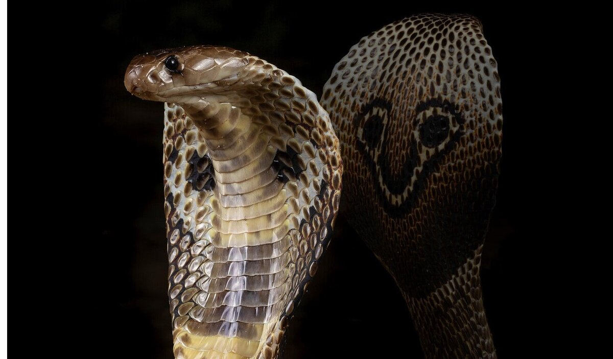 гадюка австралии. щитомордник змея казахстан. восточный щитомордник змея. тигровая гадюка. болотный щитомордник.