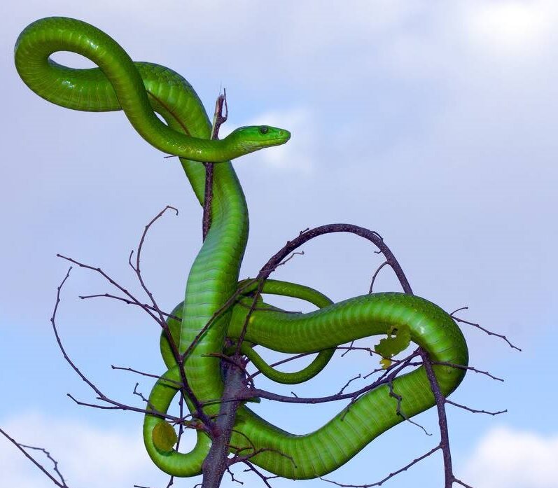 какие пары являются наиболее токсичными. к наиболее токсичным антибиотикам относят:. какие пары являются наиболее токсичными.