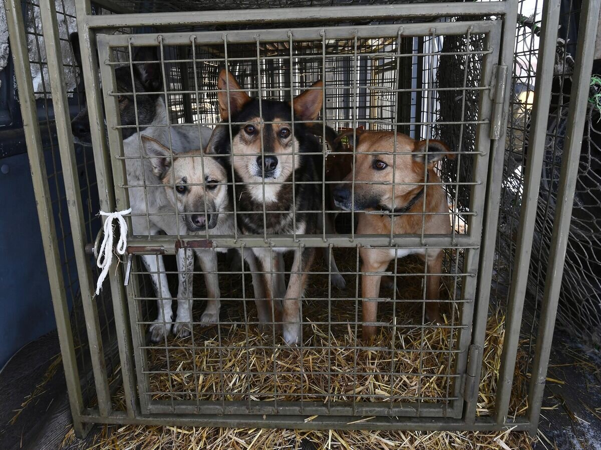    Пойманные беспризорные собаки в кузове микроавтобуса общественной благотворительной организации "Бездомный пёс" во время рейда по отлову бродячих животных в Красноярске© РИА Новости / Илья Наймушин