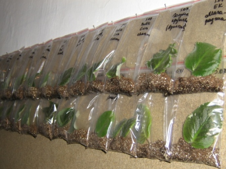 Черенки в перлите. Укоренение в вермикулите черенков. Черенкование роз в вермикулите. Как укоренить черенки в вермикулите. Укоренение листа фиалки в вермикулите.