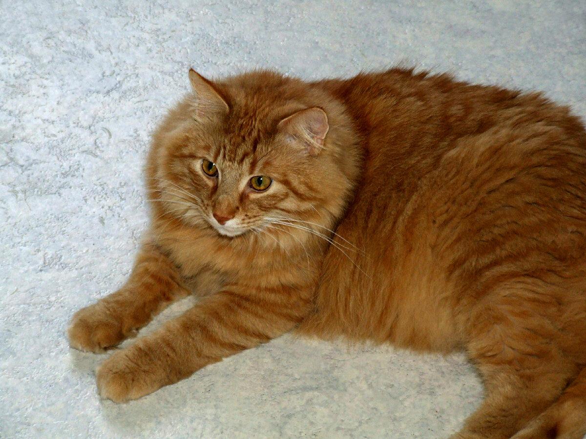 Виктор Лисицын/Global Look Press