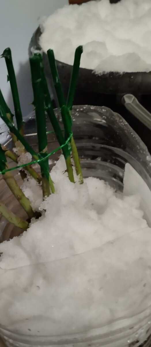 Посадочная яма розы грандифлора. Саженец на посадку розы плетистой. Посадка роз весной в открытый грунт. Посадка роз. Заглубление корневой шейки у роз.