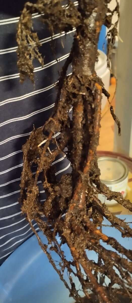 черенки розы эпин. укоренение черенков роз. роза черенки прорастание. черенки роз укоренение. черенки роз укоренение.