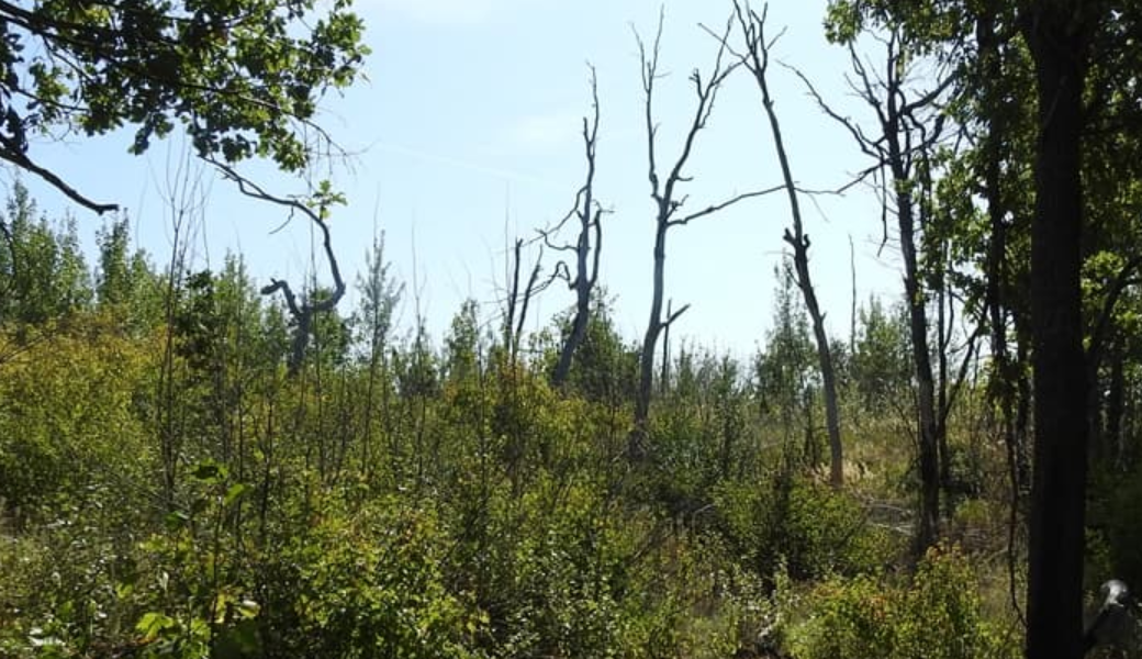Прикорневая поросль алычи. Побег абрикосового дерева. Корневая поросль осины. Прикорневая поросль алычи. Поросль молодых деревьев.