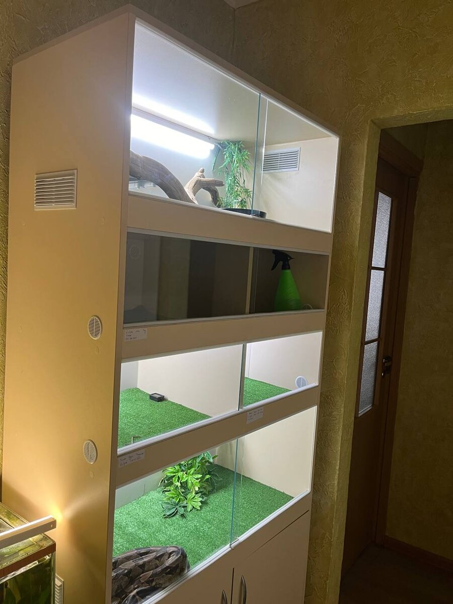 Проект опасные змеи. Конан две змеи. Свиноносый полоз. Кормление маисового полоза по возрасту таблица. Свиноносый уж морфы.