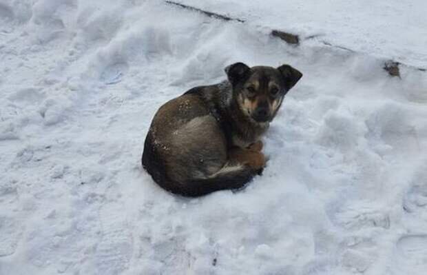 Снег голодный. Бездомная собака в снегу. Дворняга зимой. Дворняжка щенок зима. Дворняжка в снегу.