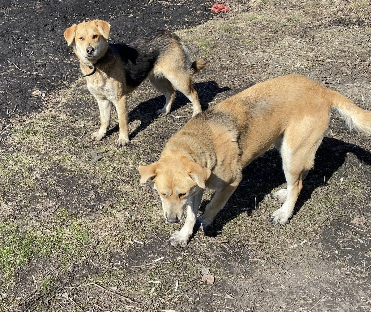 Шарик мистер пипи. Шар пи. Воздушные шары. 3д модель елочного шарика 2022. Набор шаров с грудью.