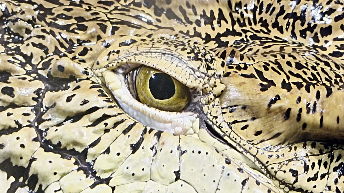 Глаз крокодила.