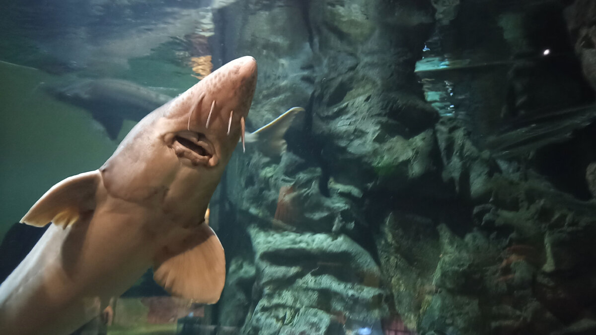 Улыбка осетра