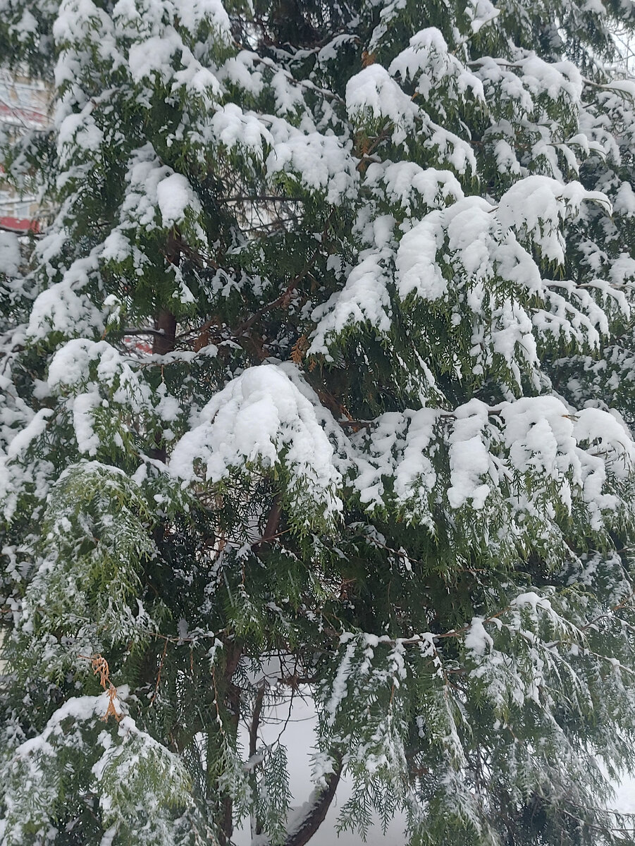 Вот такая красота у нас сегодня творится на улице))