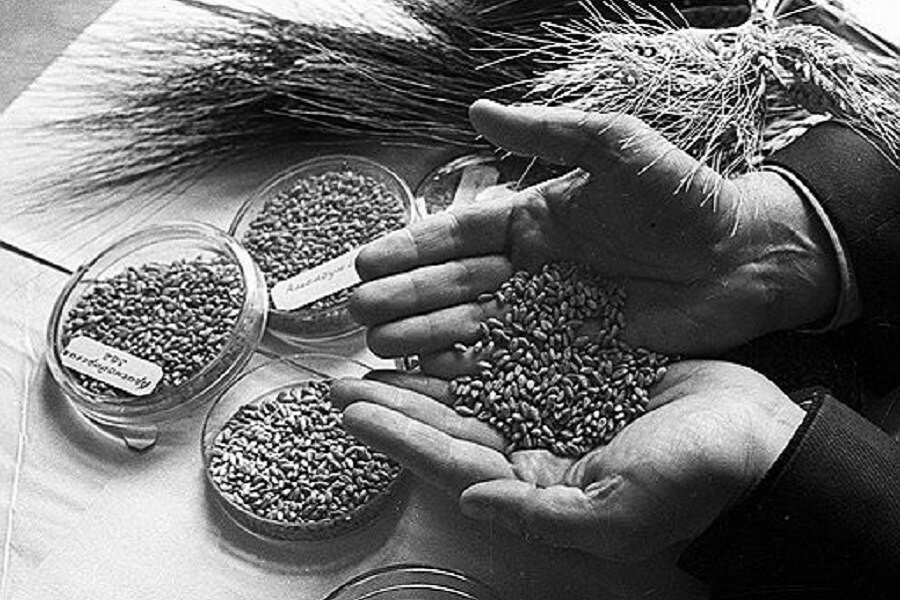 Семечки и зернышки. Потихонечку помаленечку по копеечке по зернышку. По копеечке по зернышку по семечку. Ядра семян подсолнечника 500гр эко фуд. По копеечке по зернышку по семечку.