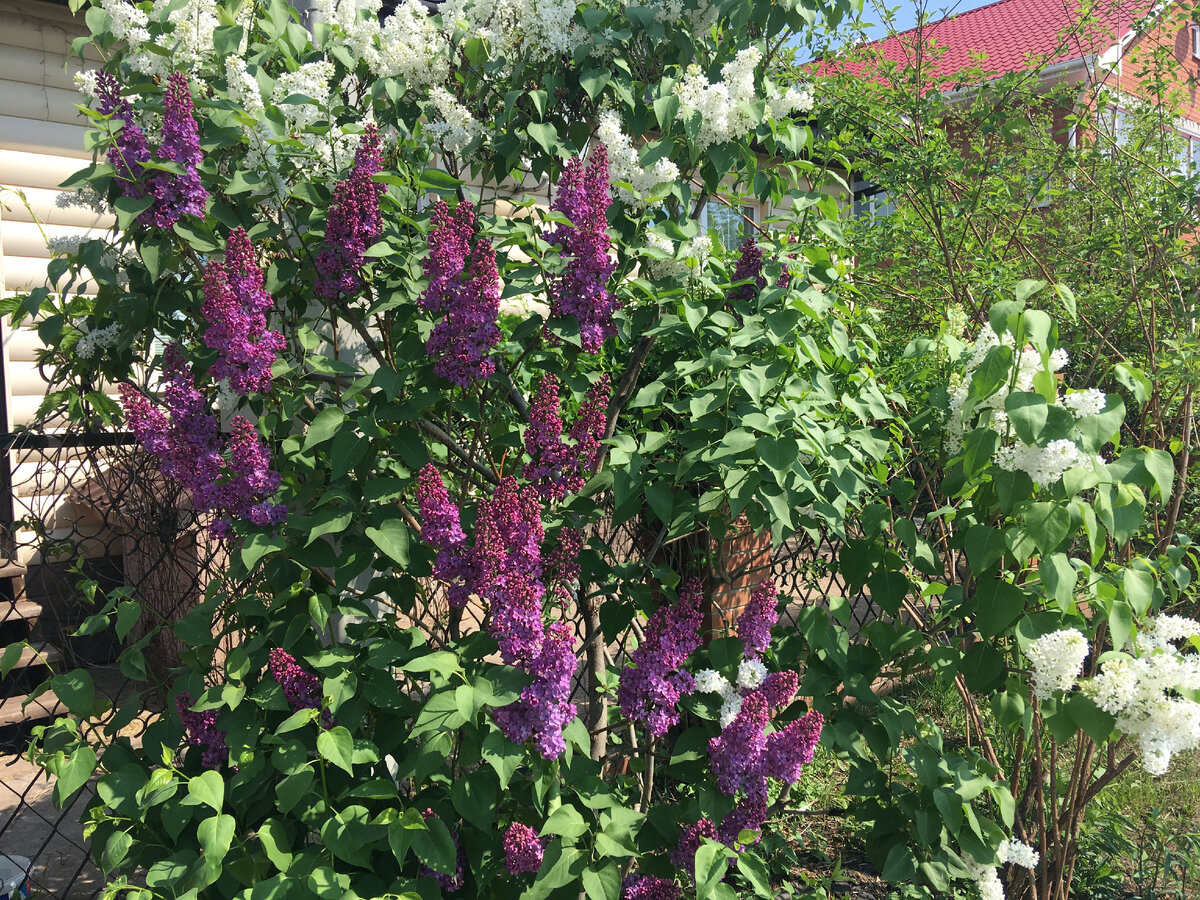 фото куста сирени с прививками от 2020 года
